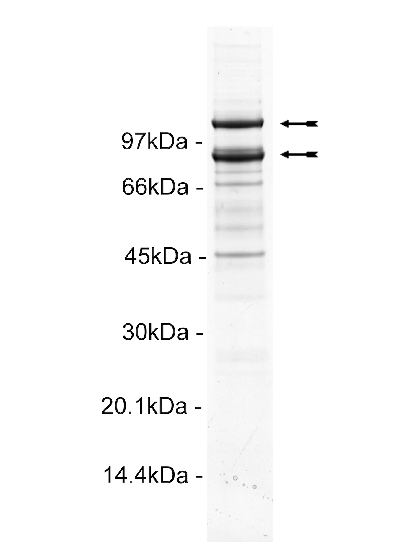 PI3 Kinase (p110α(E545K)/p85α), murine Mouse Recombinant Kinase Protein
