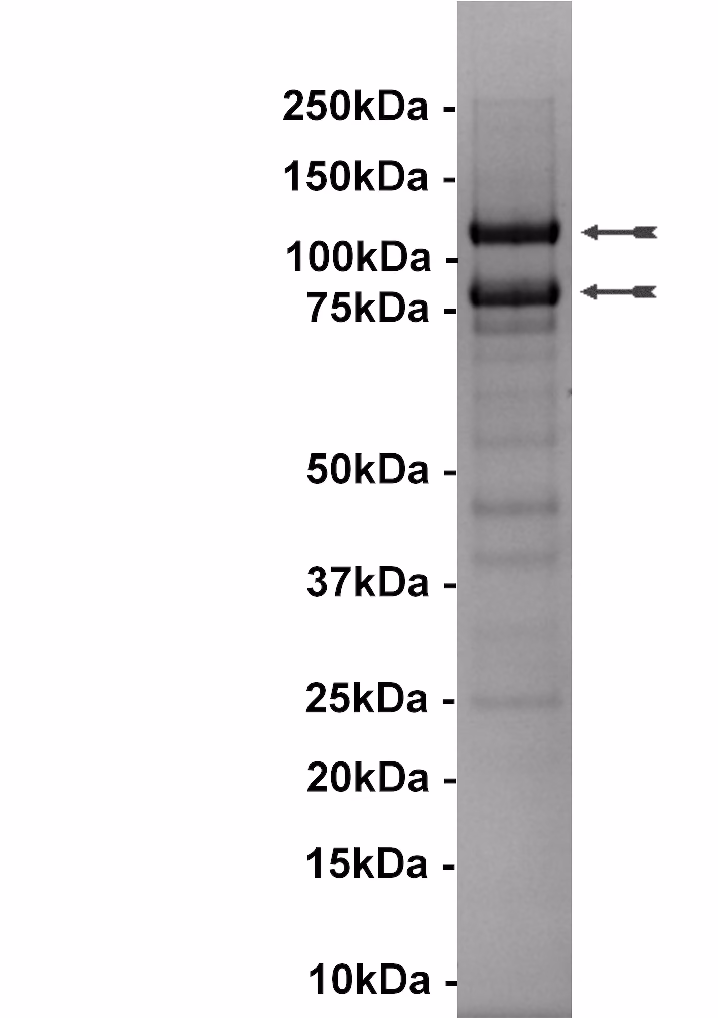 PI3 Kinase (p110α(E542K)/p85α) Human Recombinant Kinase Protein