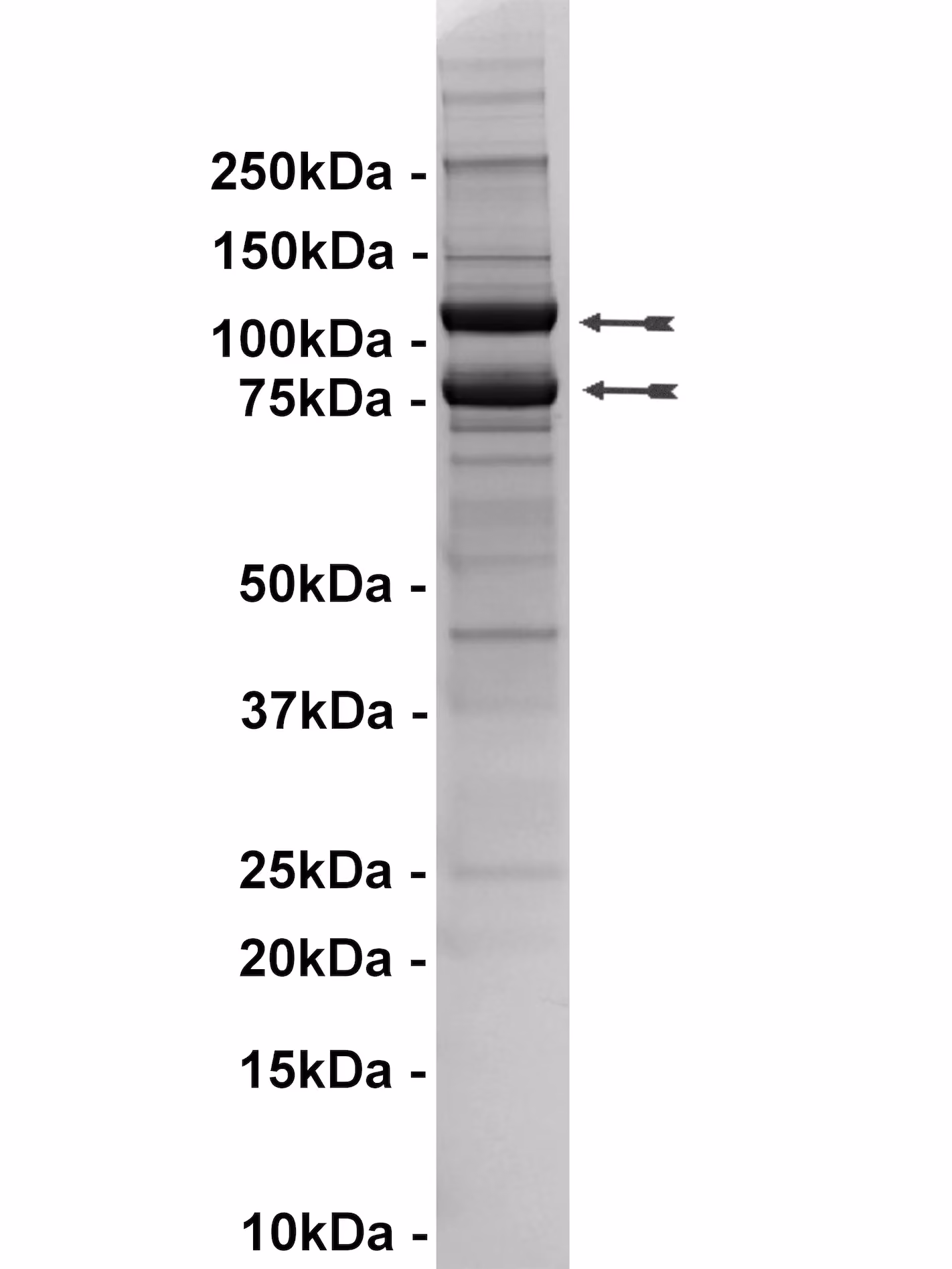 PI3 Kinase (p110α(E545K)/p85α) Human Recombinant Kinase Protein