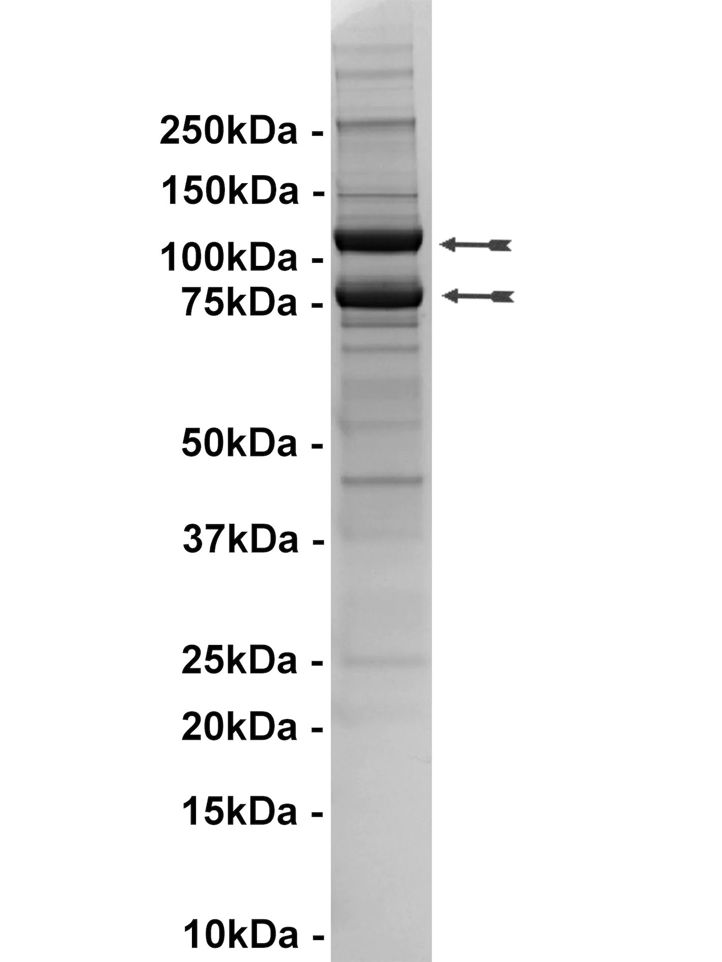 PI3 Kinase (p110α(E545K)/p85α) Human Recombinant Kinase Protein