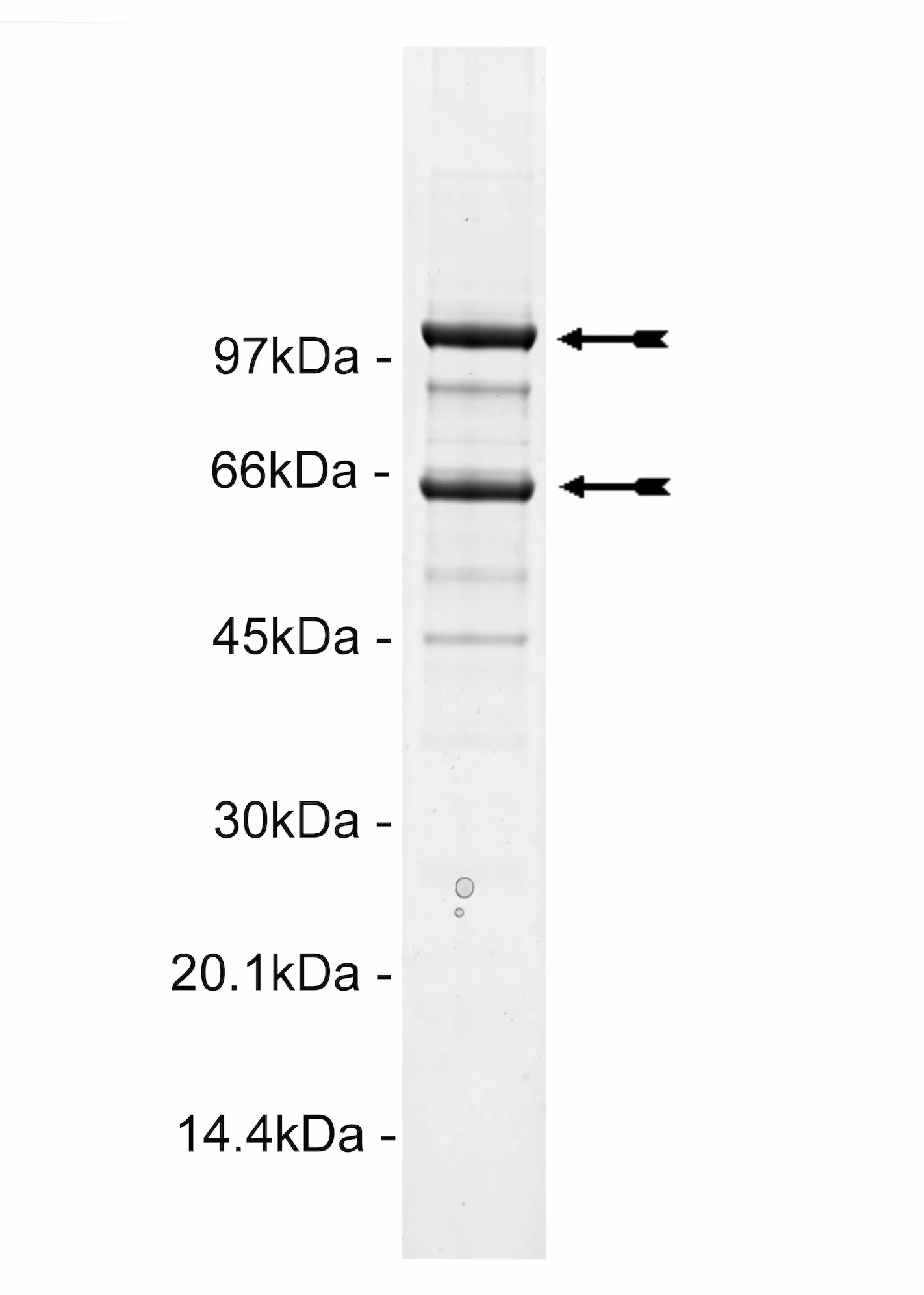 PI3 Kinase (p110α/p65α) murine Mouse Recombinant Kinase Protein