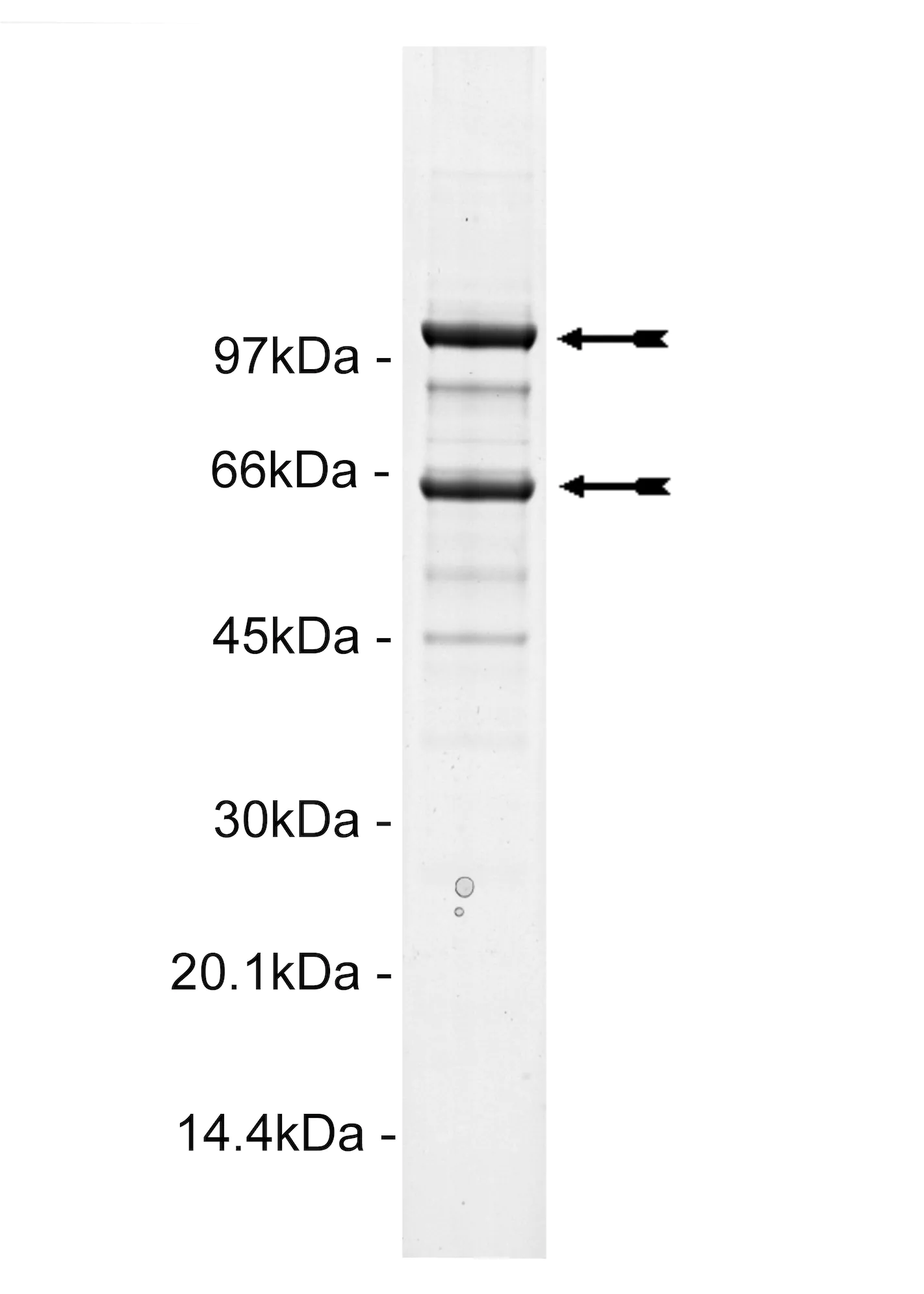 PI3 Kinase (p110α/p65α) murine Mouse Recombinant Kinase Protein