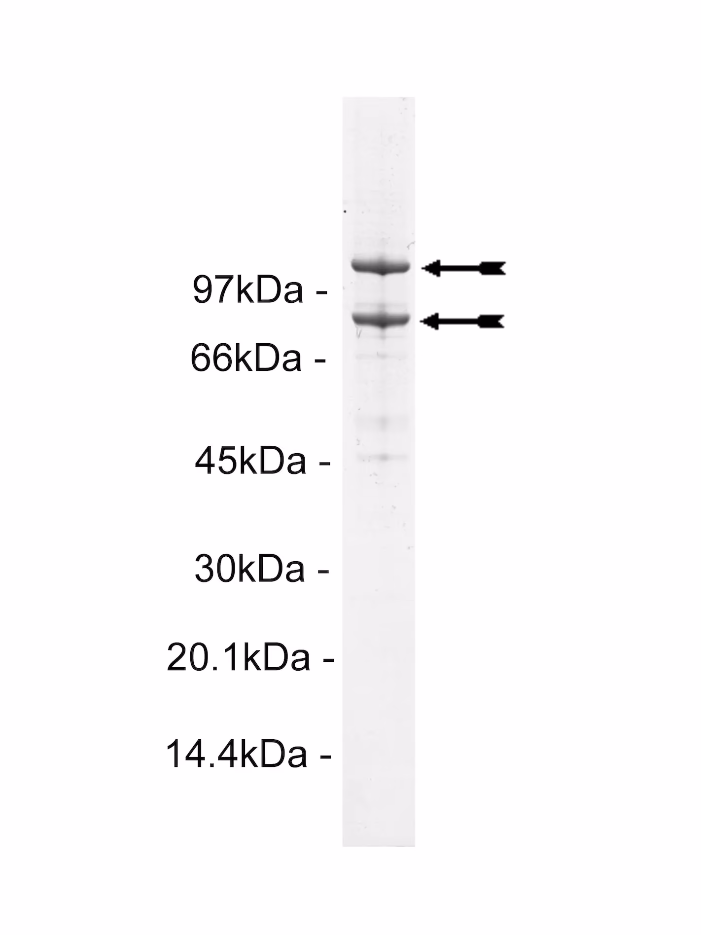 PI3 Kinase (p110β/p85β) murine Mouse Recombinant Kinase Protein