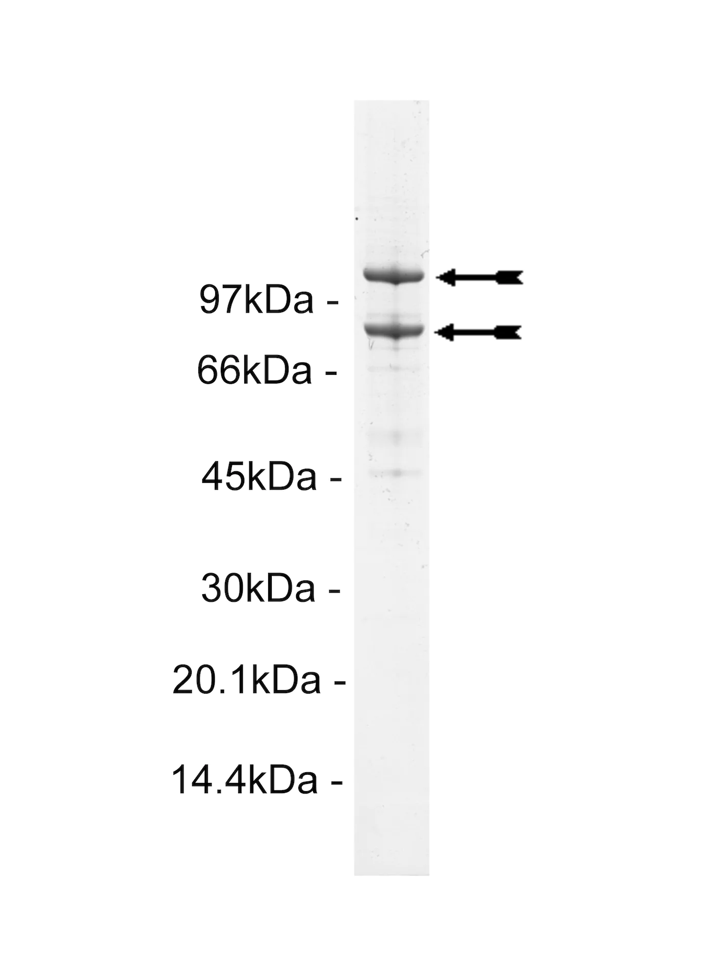PI3 Kinase (p110β/p85β) murine Mouse Recombinant Kinase Protein