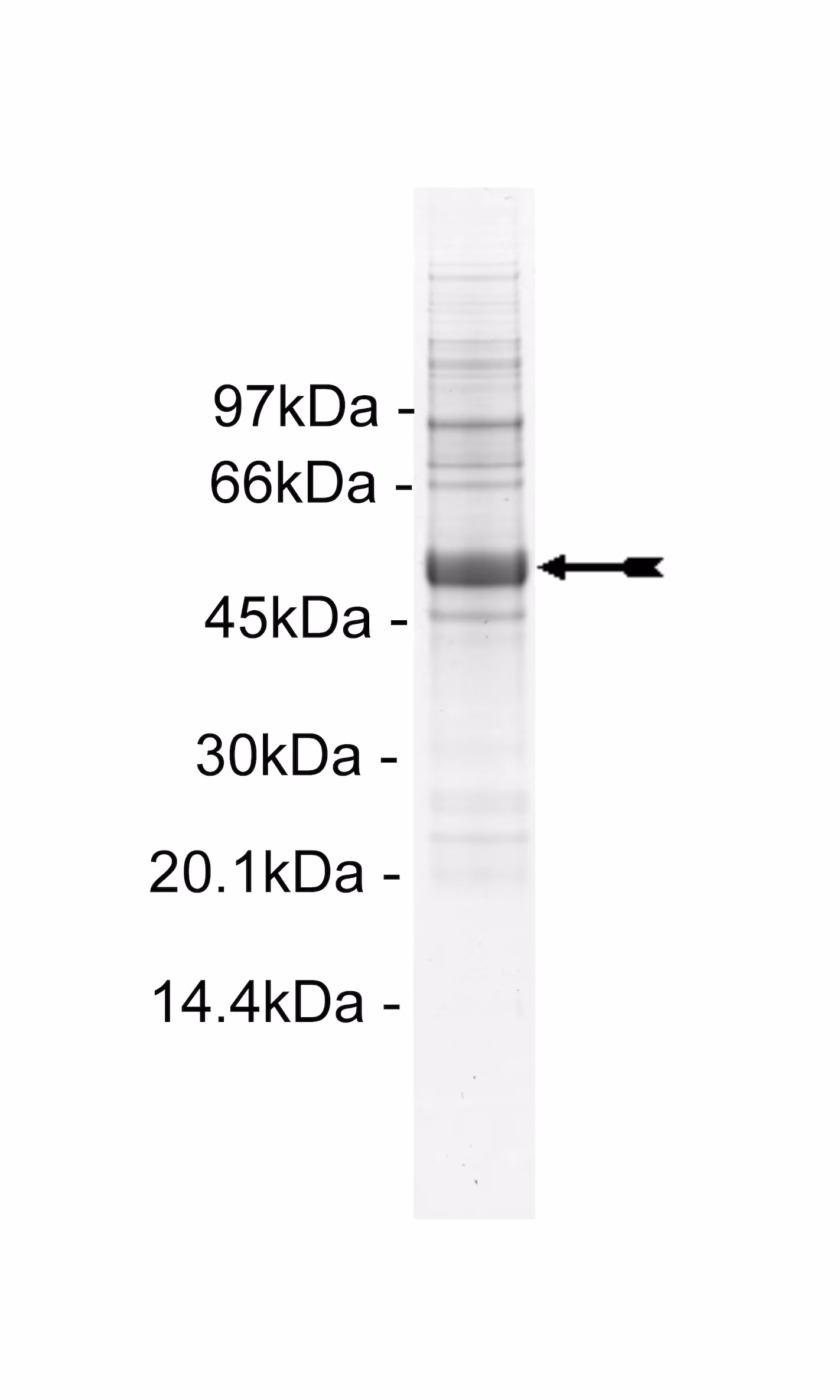 Met (M1268T), active Human Recombinant Kinase Protein