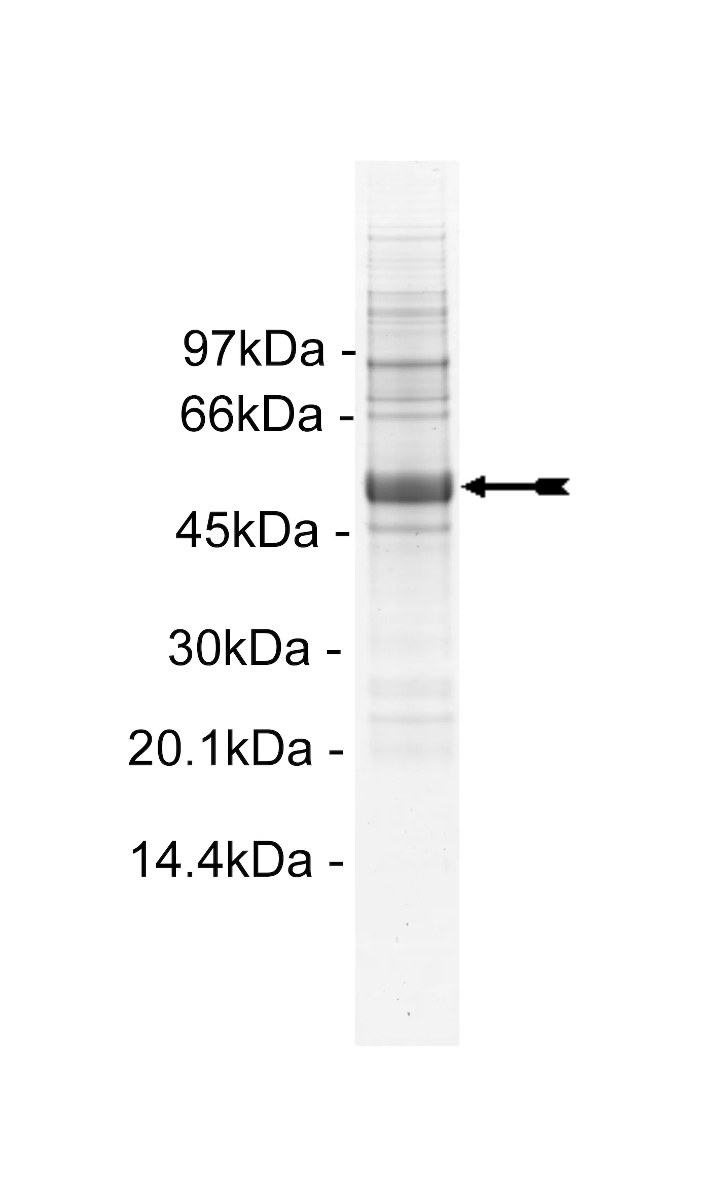 Met (M1268T), active Human Recombinant Kinase Protein