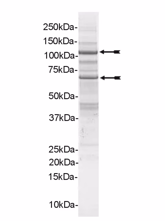PI3 Kinase (p110α/p65α) Mouse Recombinant Kinase Protein
