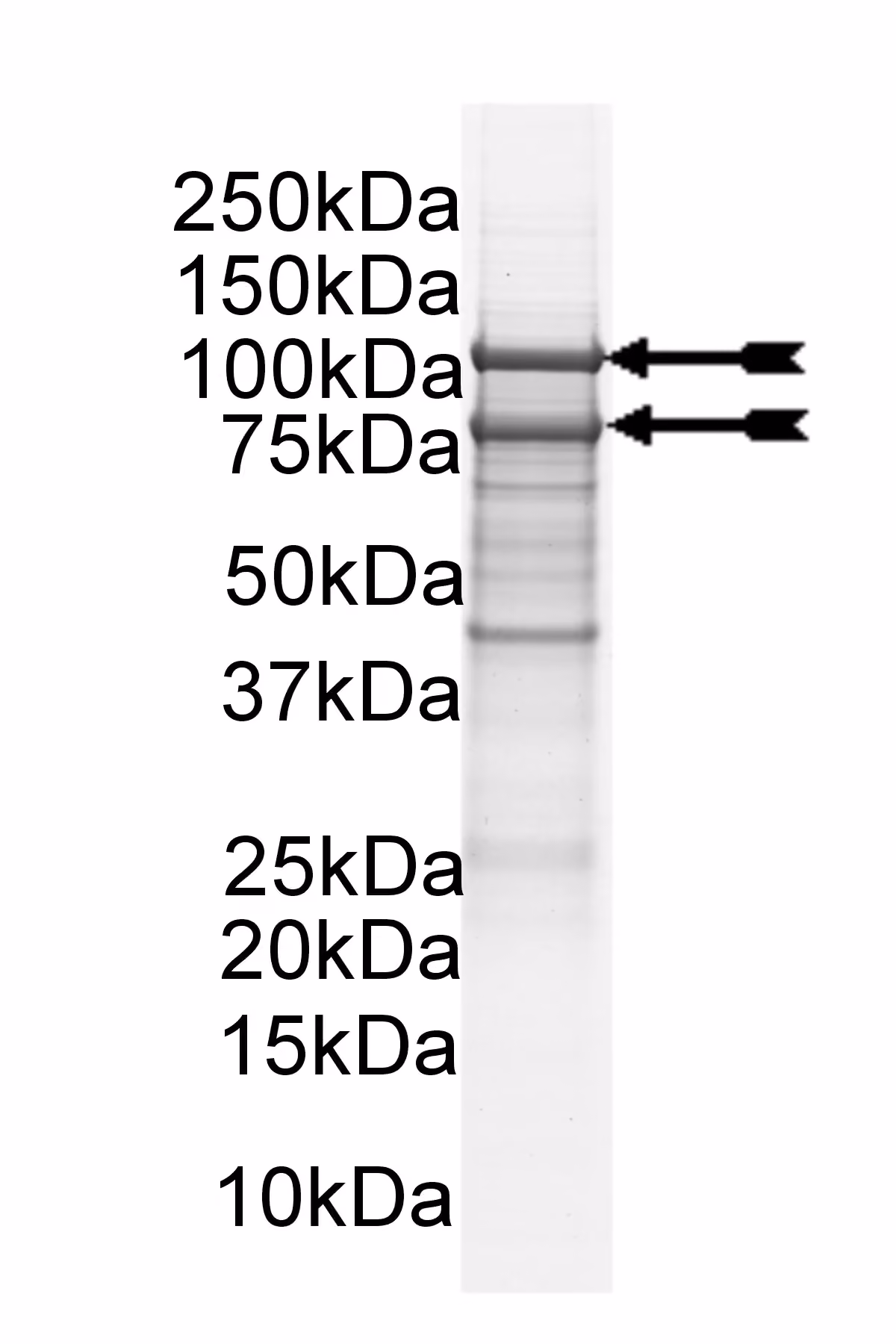 PI3-Kinase (p110δ/p85α) murine Mouse Recombinant Kinase Protein