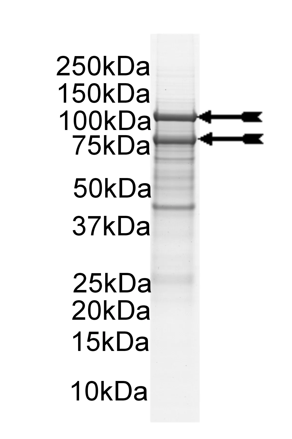 PI3-Kinase (p110δ/p85α) murine Mouse Recombinant Kinase Protein