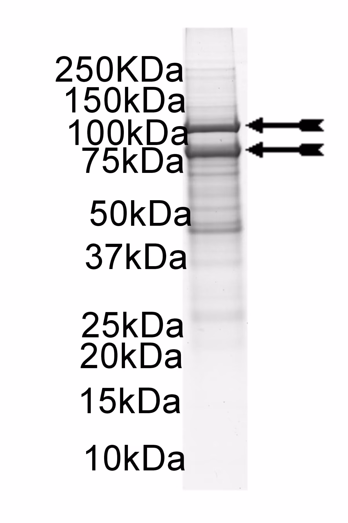 PI3-Kinase (p110α(E542K)/p85α) murine Mouse Recombinant Kinase Protein