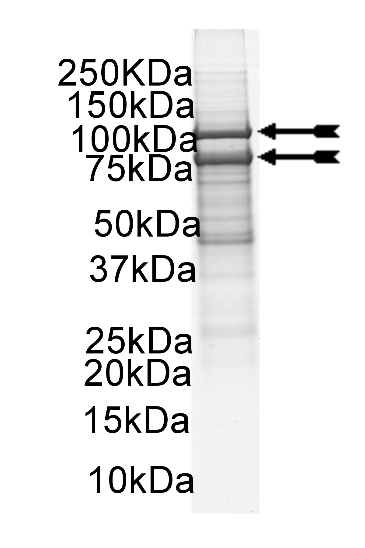 PI3-Kinase (p110α(E542K)/p85α) murine Mouse Recombinant Kinase Protein