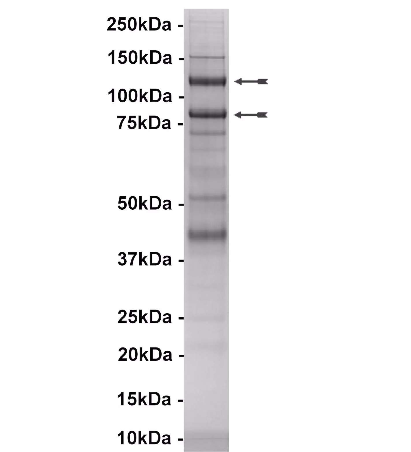 PI3-Kinase (p110α(H1047R)/p85α) Human Recombinant Kinase Protein