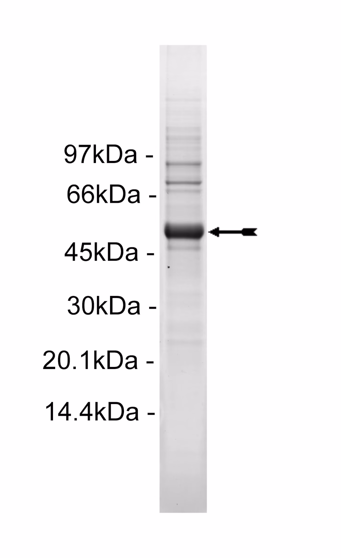 Met (D1246N), active Human Recombinant Kinase Protein