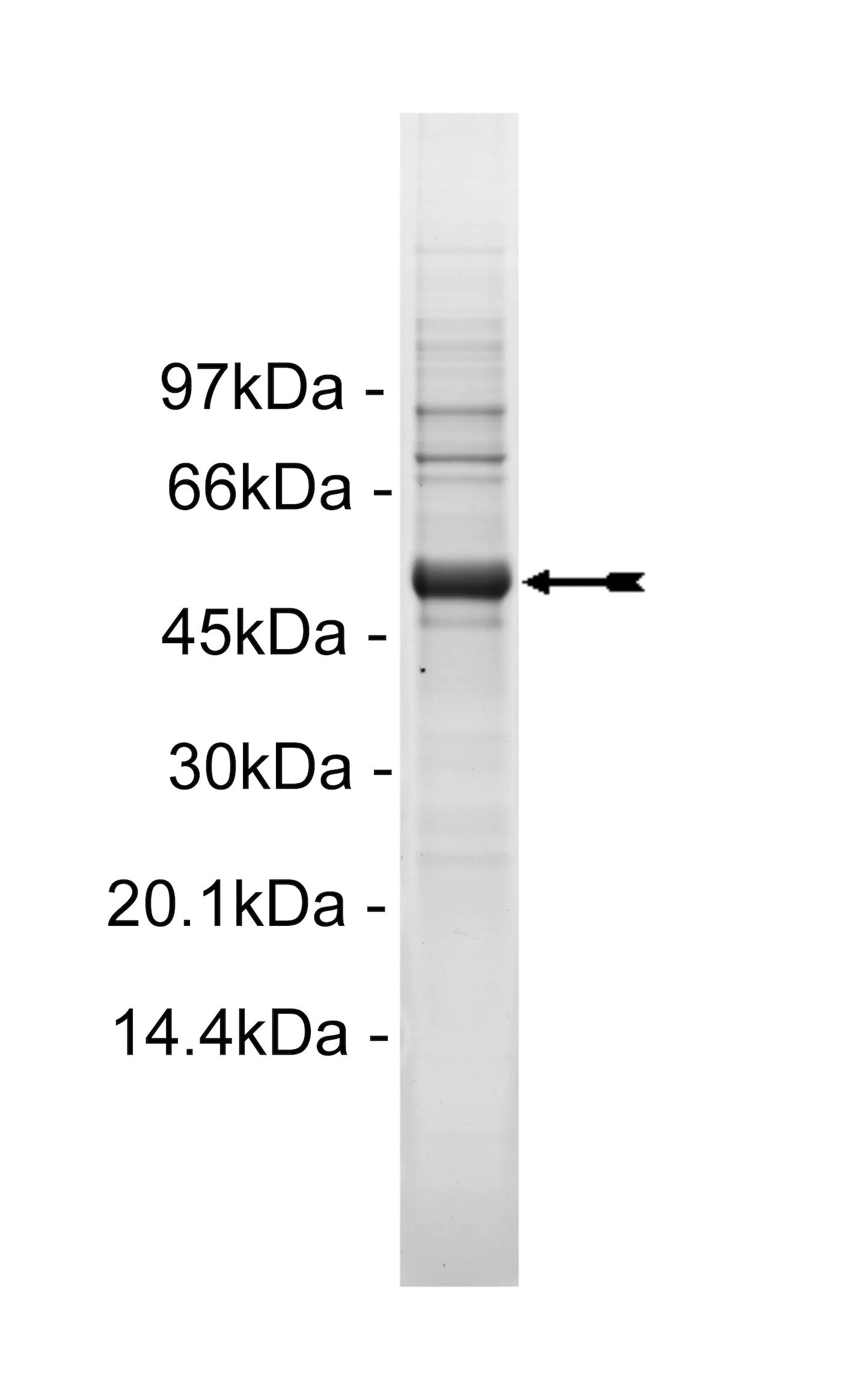 Met (D1246N), active Human Recombinant Kinase Protein