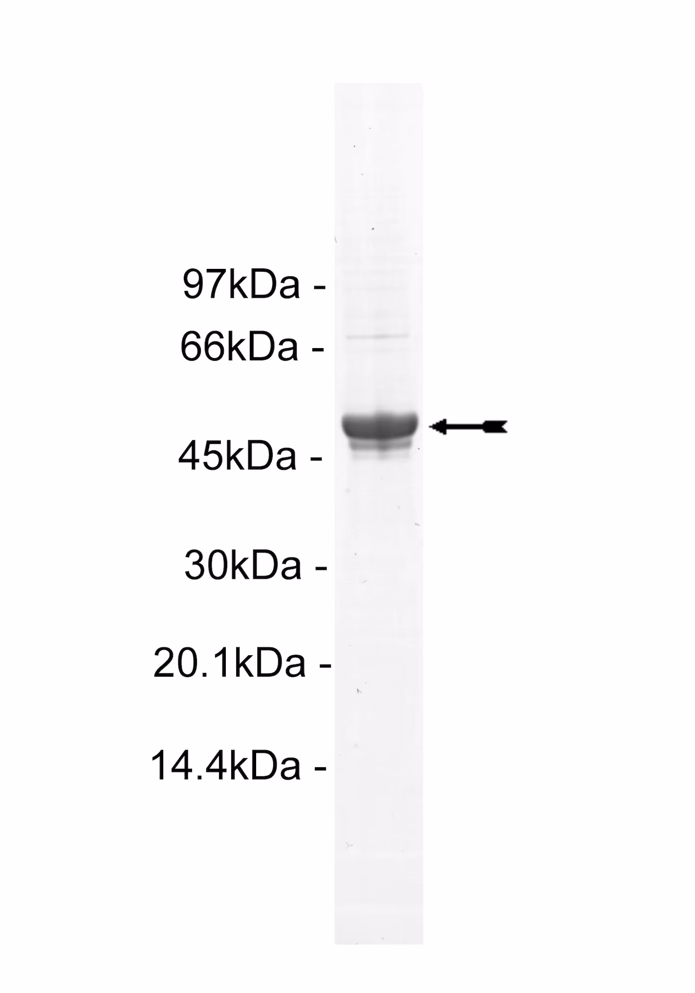 IGF-1R, activated Human Recombinant Kinase Protein
