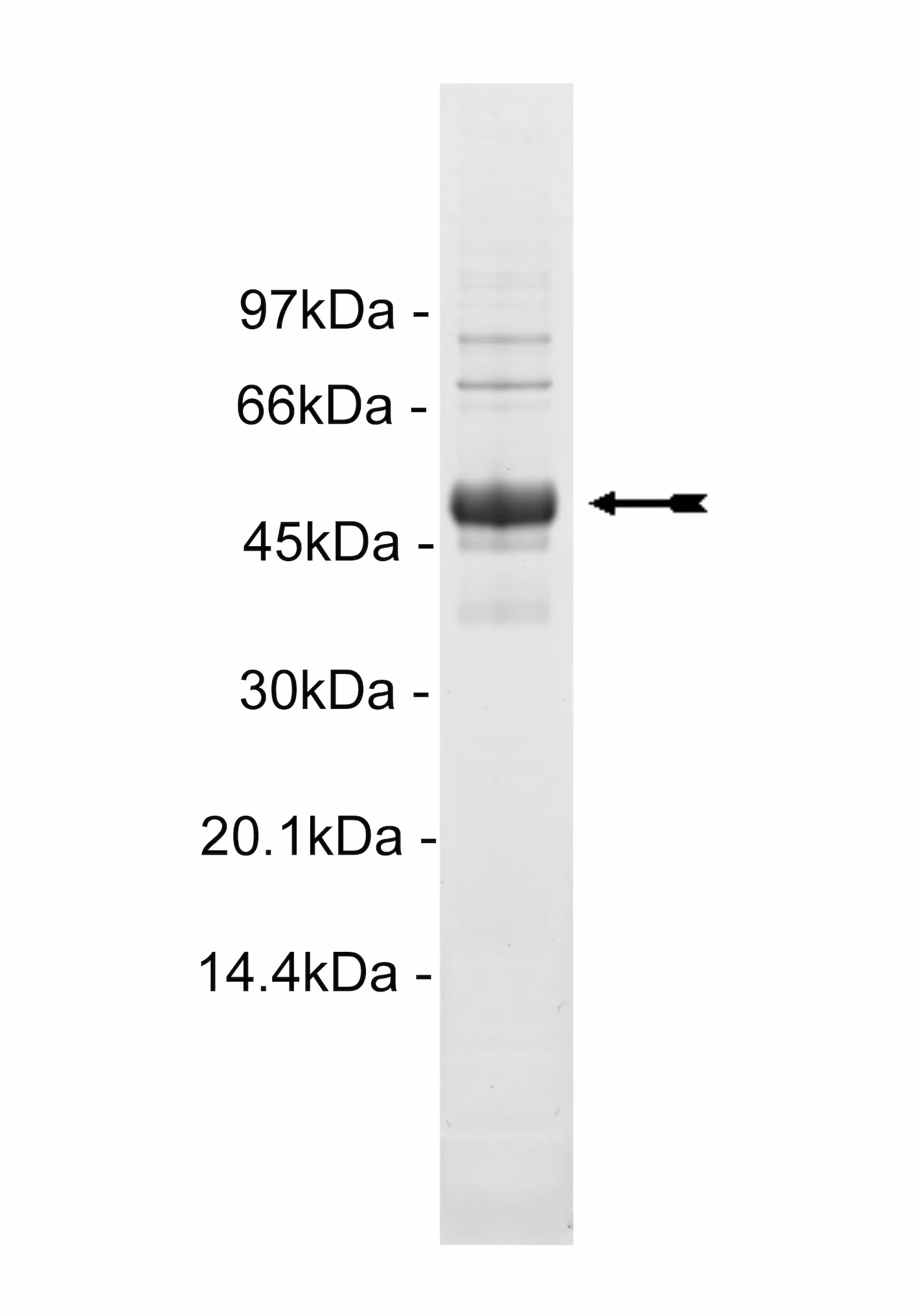 Met (Y1248C), active Human Recombinant Kinase Protein