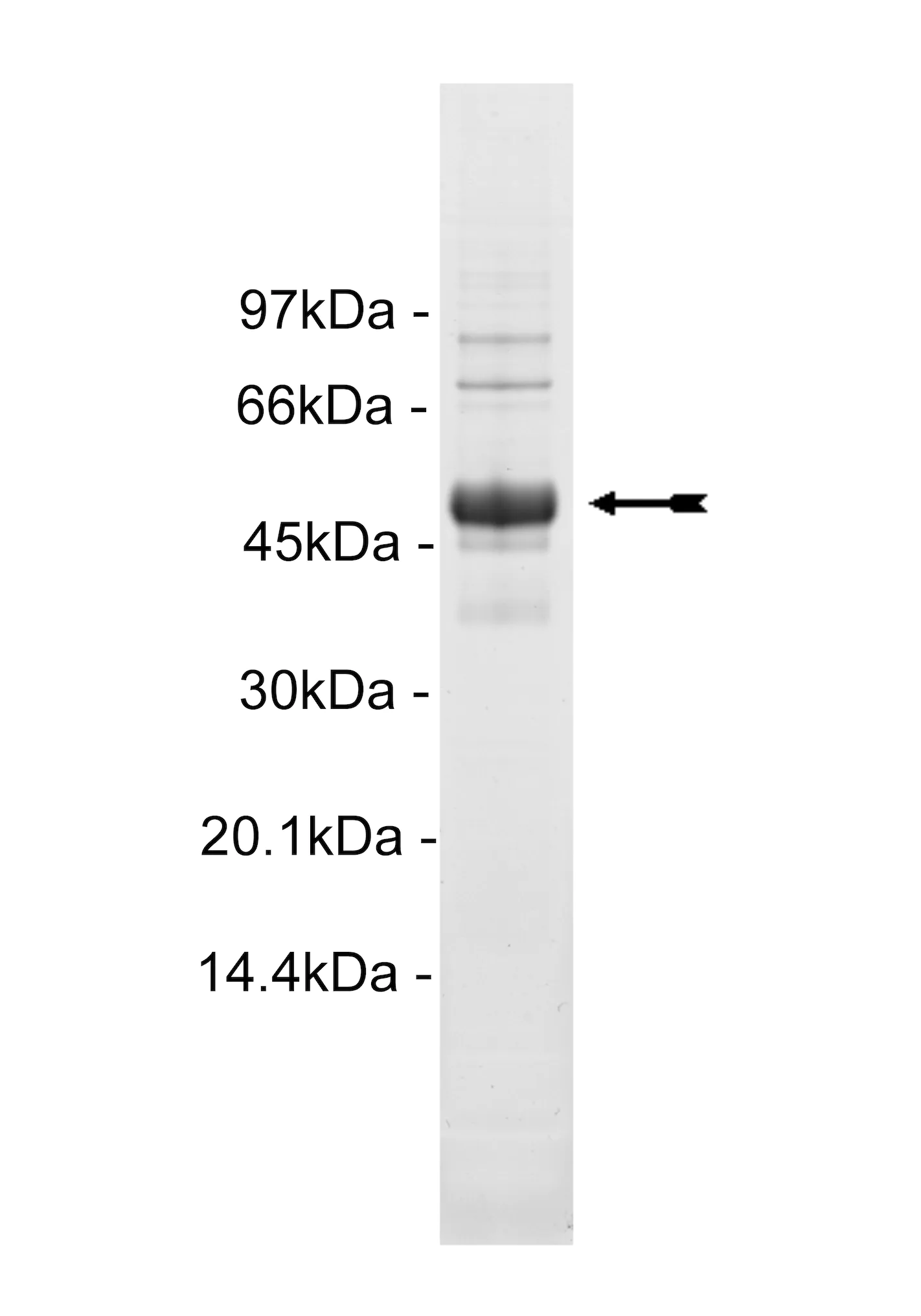 Met (Y1248C), active Human Recombinant Kinase Protein