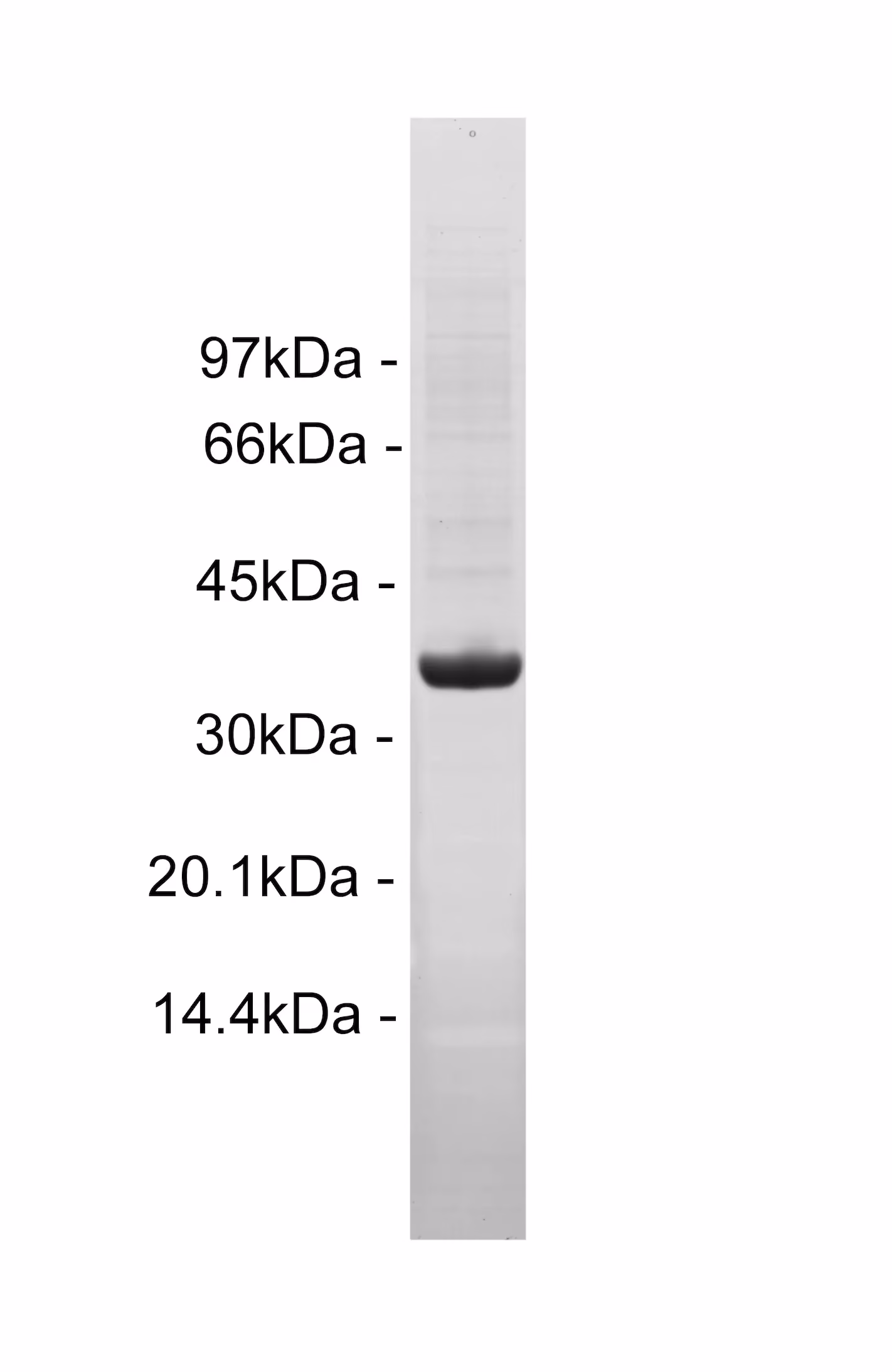 Insulin Receptor, activated Human Recombinant Kinase Protein