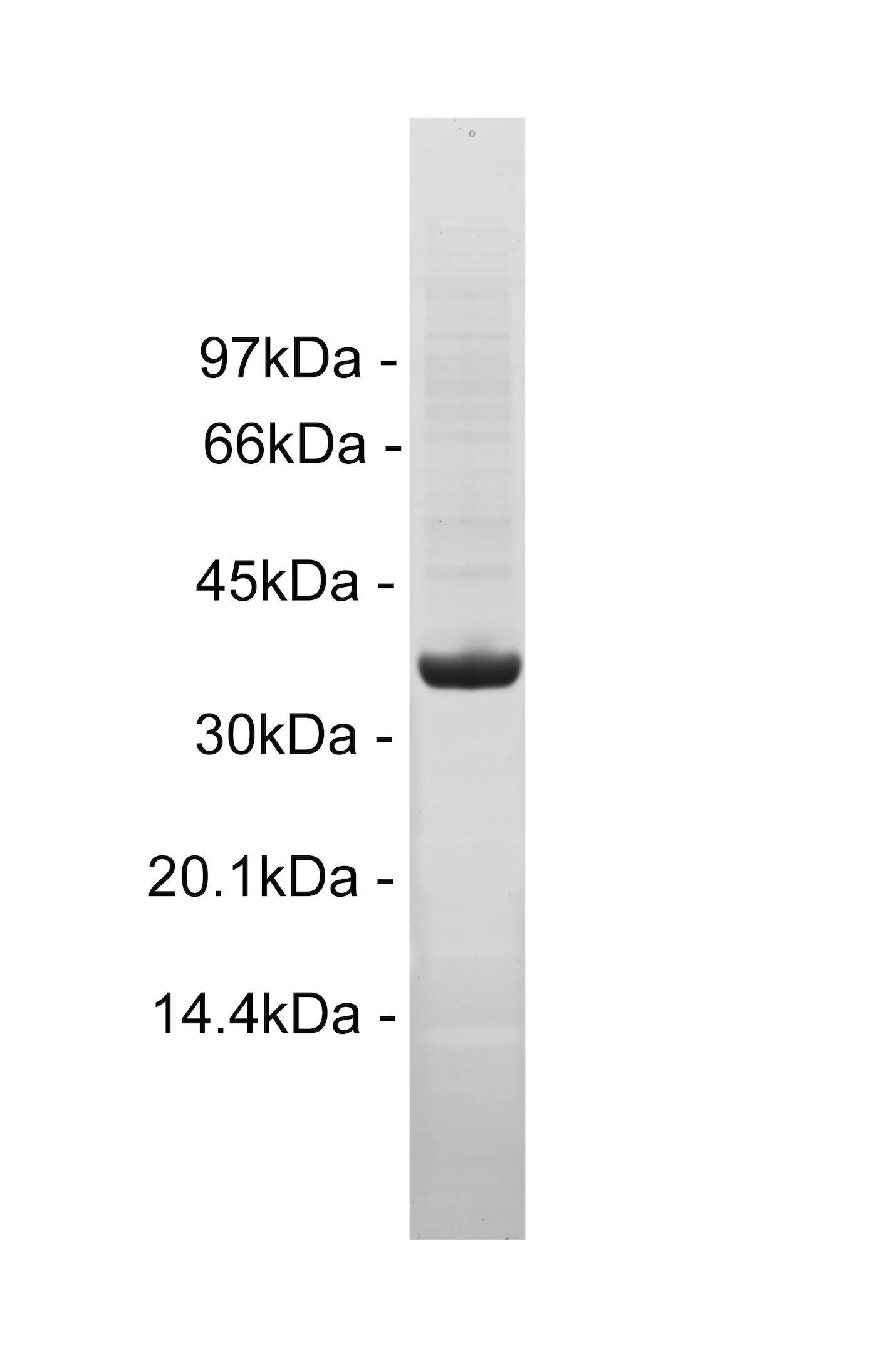 Insulin Receptor, activated Human Recombinant Kinase Protein