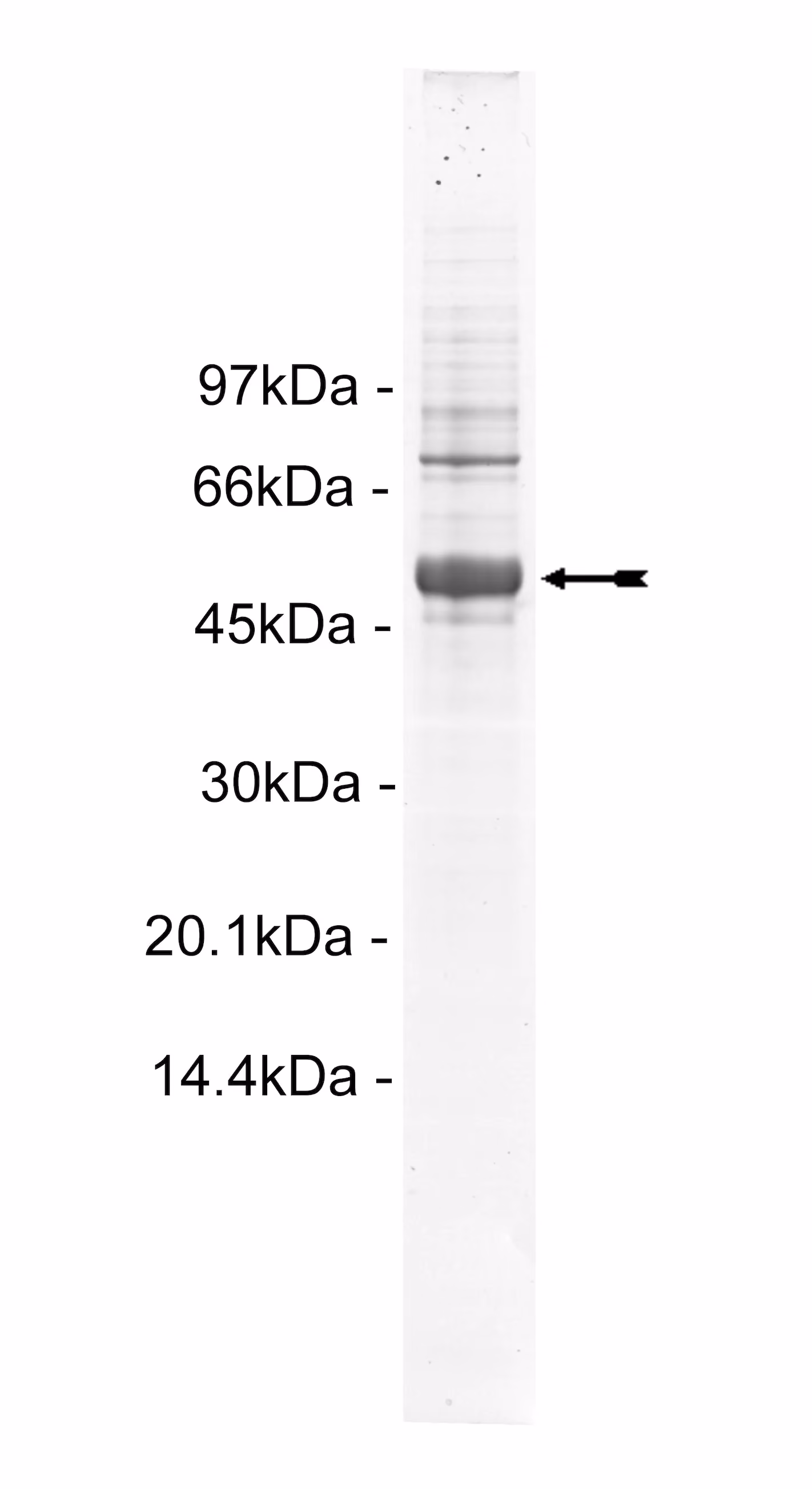 Met (Y1248D), active Human Recombinant Kinase Protein