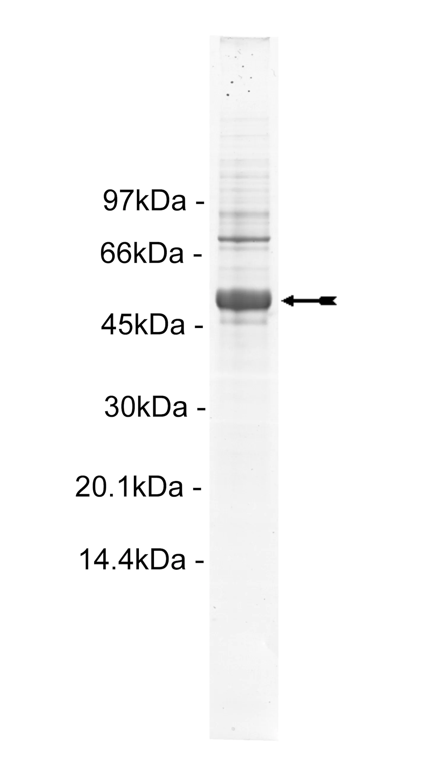 Met (Y1248D), active Human Recombinant Kinase Protein