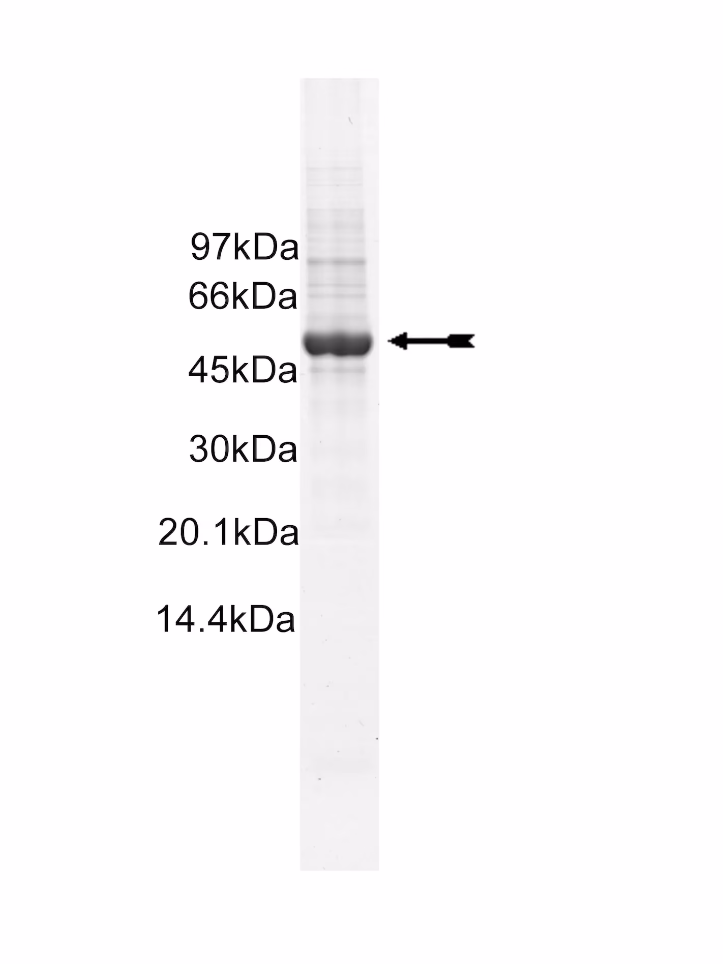 Fms (Y969C), active Human Recombinant Kinase Protein