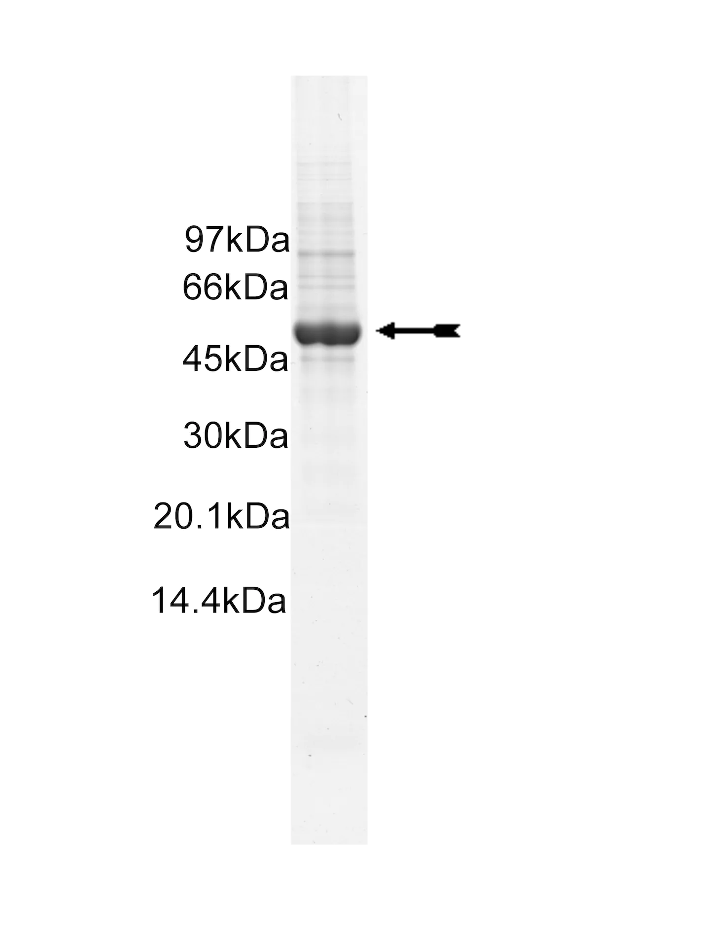 Fms (Y969C), active Human Recombinant Kinase Protein
