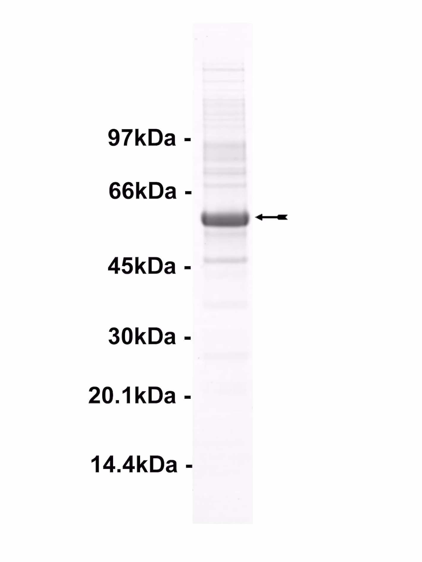 Tec, activated Human Recombinant Kinase Protein