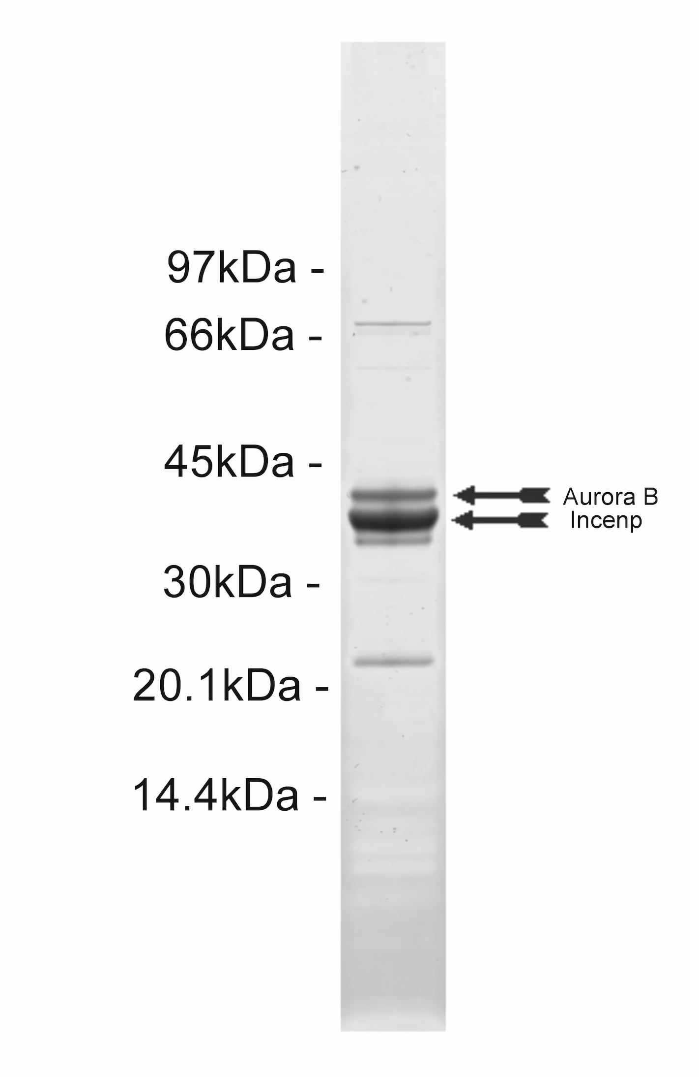 Aurora B, active Human Recombinant Kinase Protein