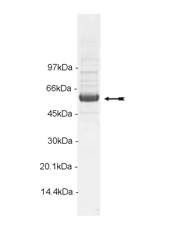 Lck, activated Human Recombinant Kinase Protein