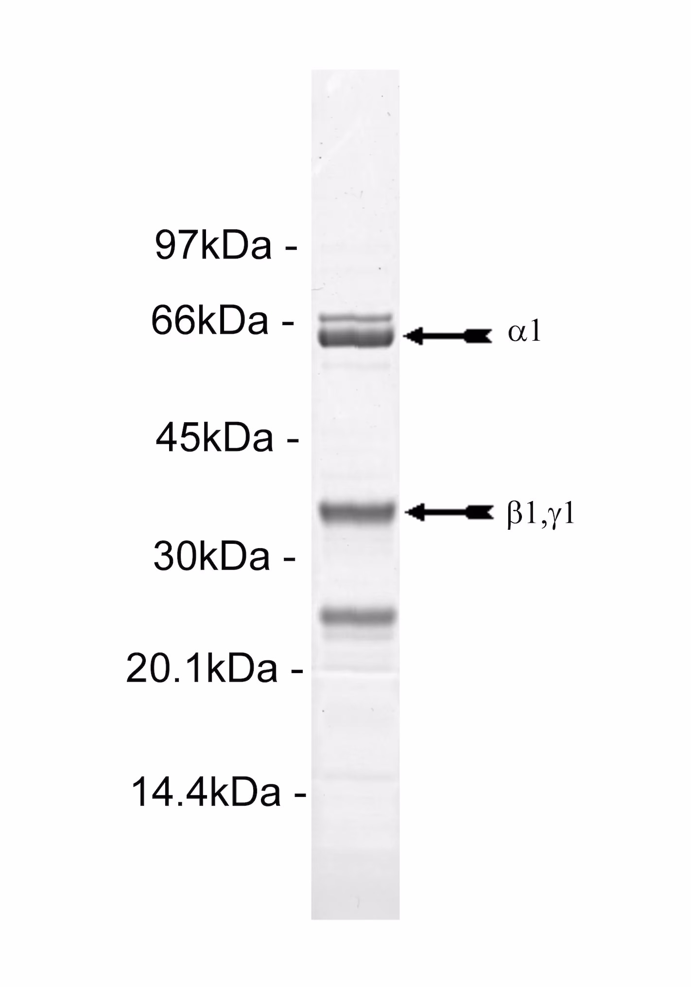 AMPK (α1, β1, γ1), active Human Recombinant Kinase Protein