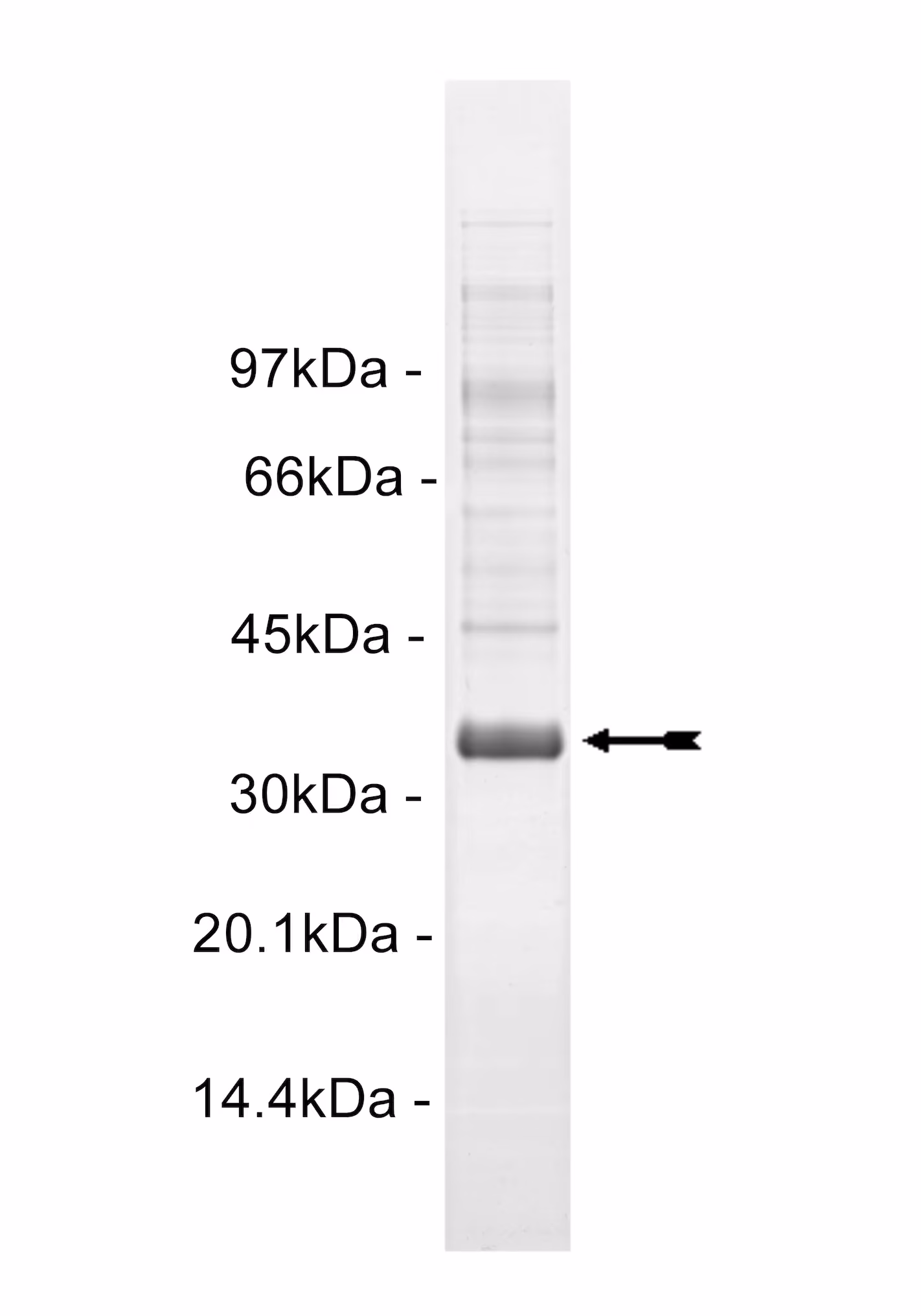 Hck, activated Human Recombinant Kinase Protein