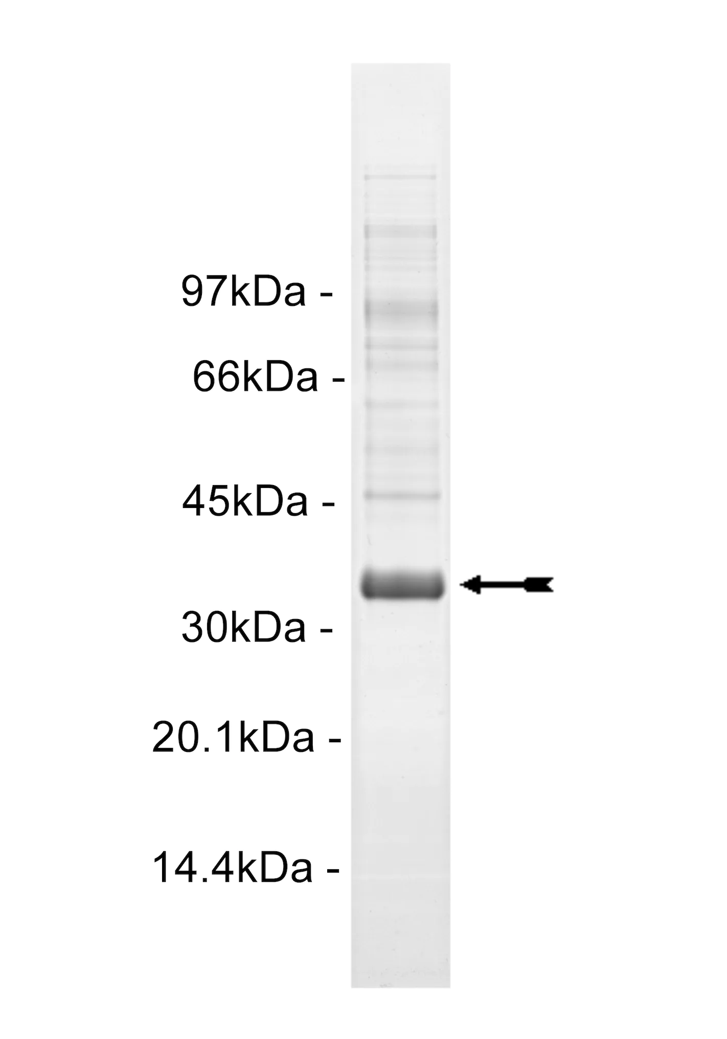 Hck, activated Human Recombinant Kinase Protein