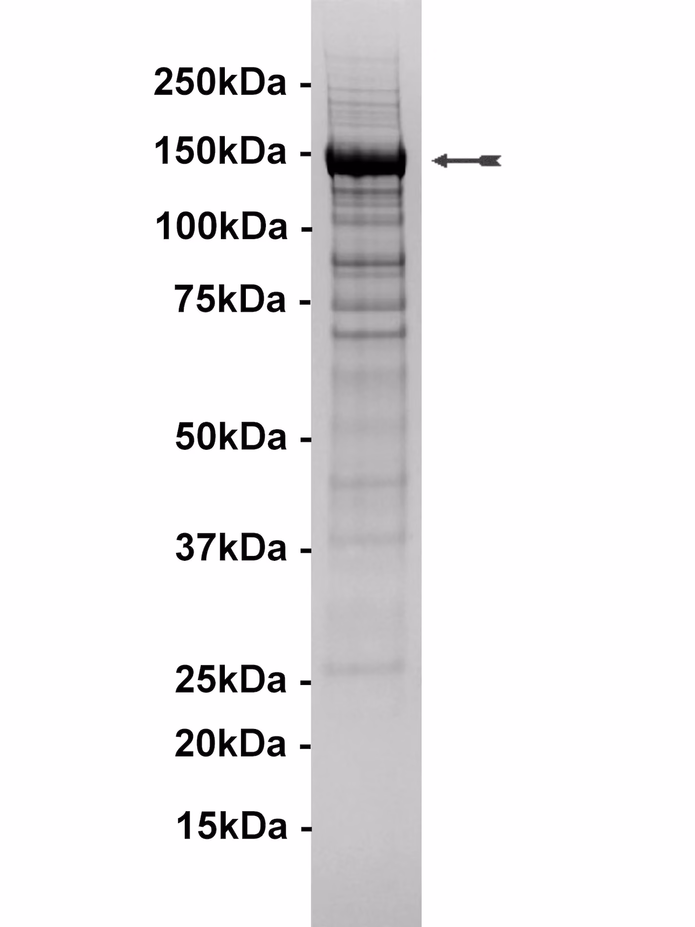 PI3K-C2α Human Recombinant Kinase Protein