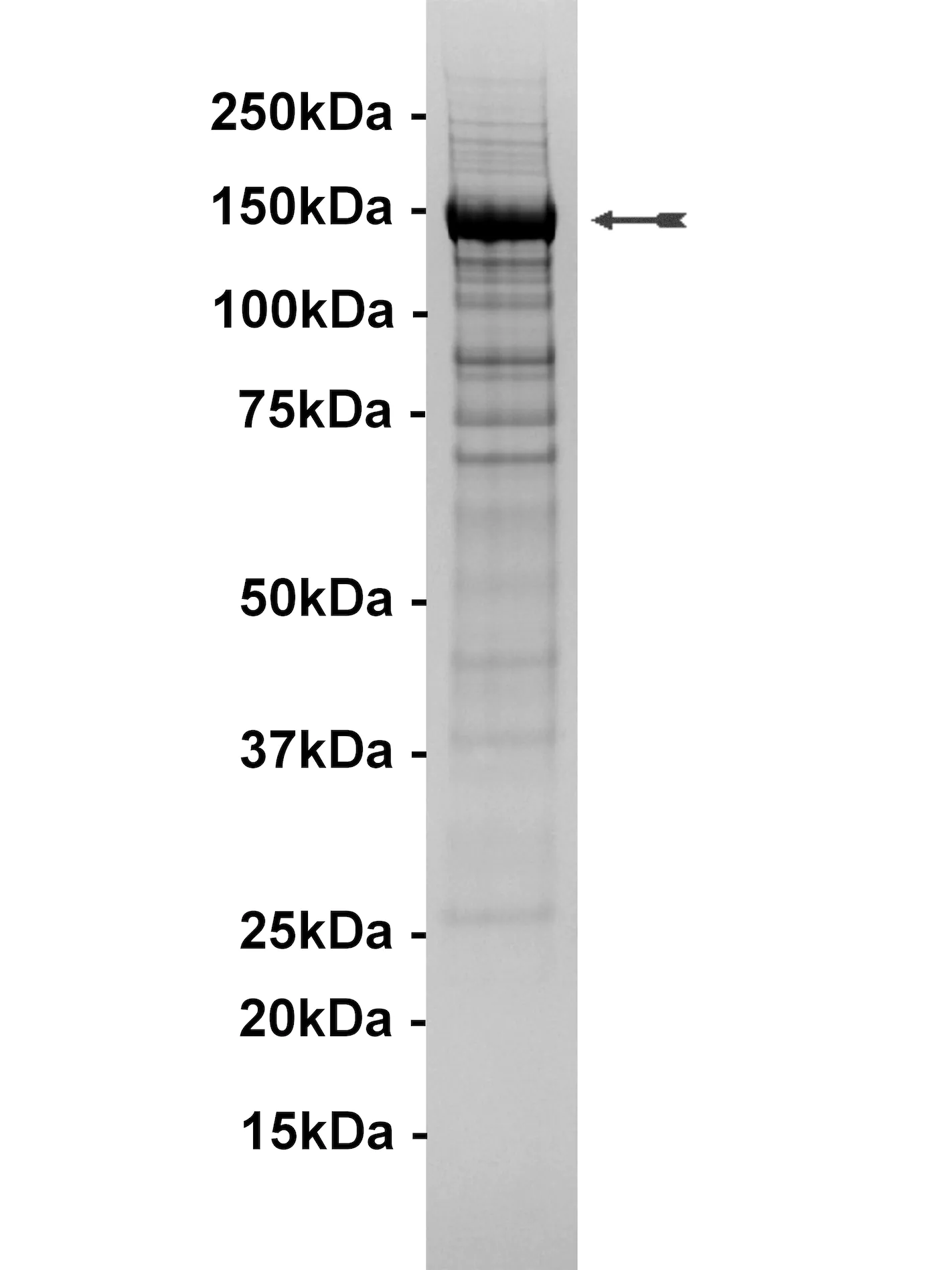 PI3K-C2α Human Recombinant Kinase Protein
