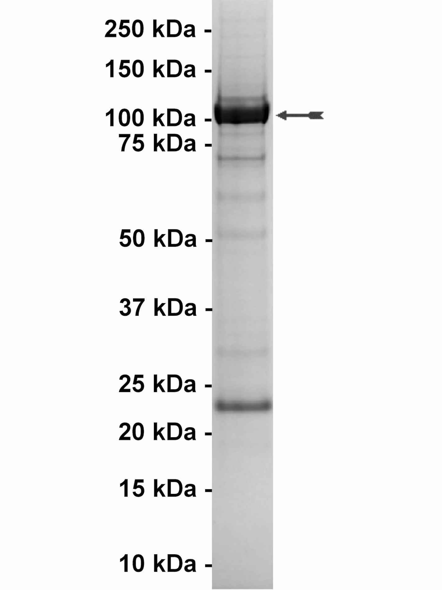 PI3K-C2γ Human Recombinant Kinase Protein
