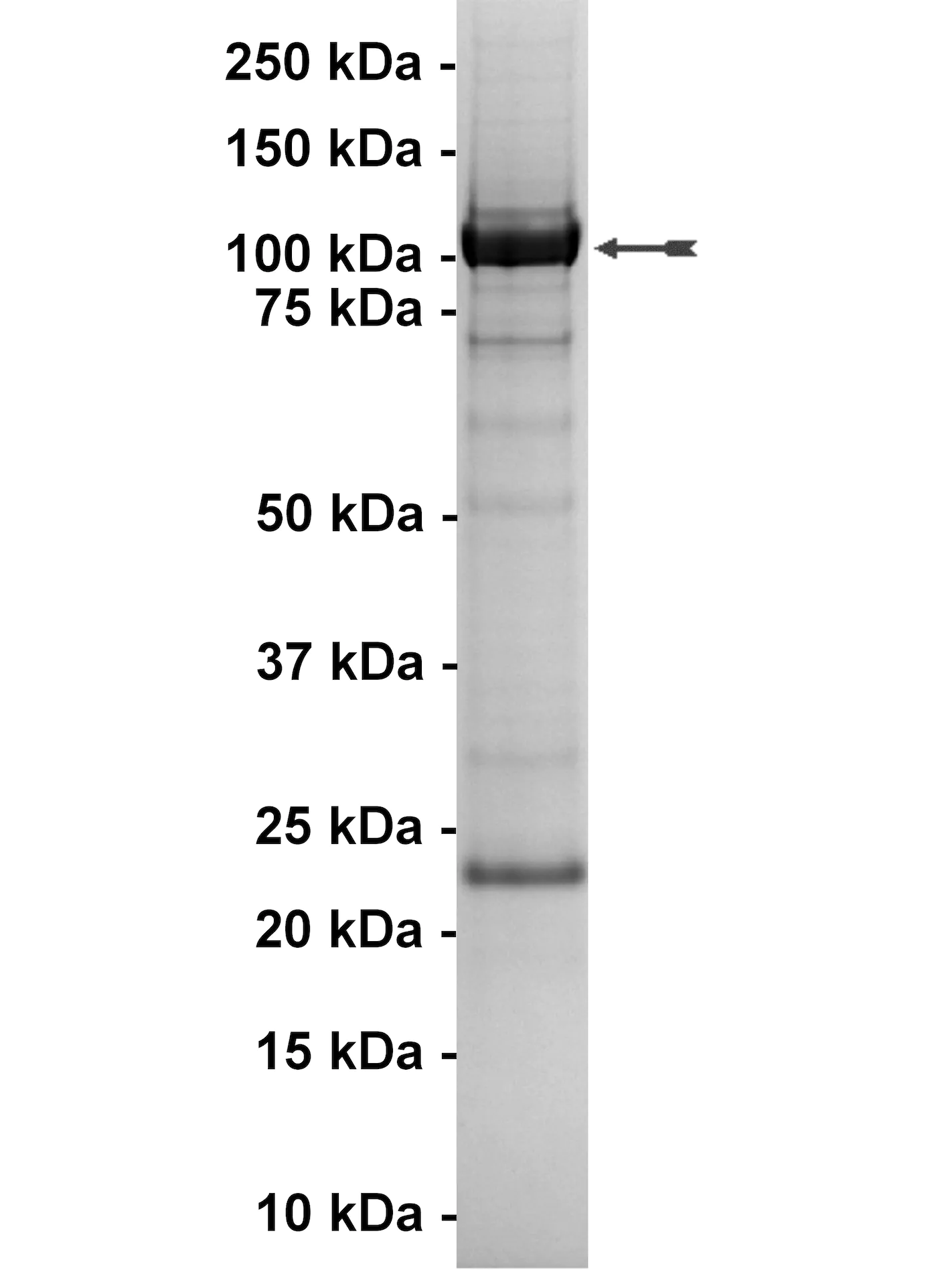 PI3K-C2γ Human Recombinant Kinase Protein
