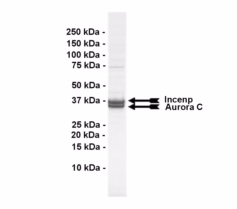 Aurora C, active Human Recombinant Kinase Protein