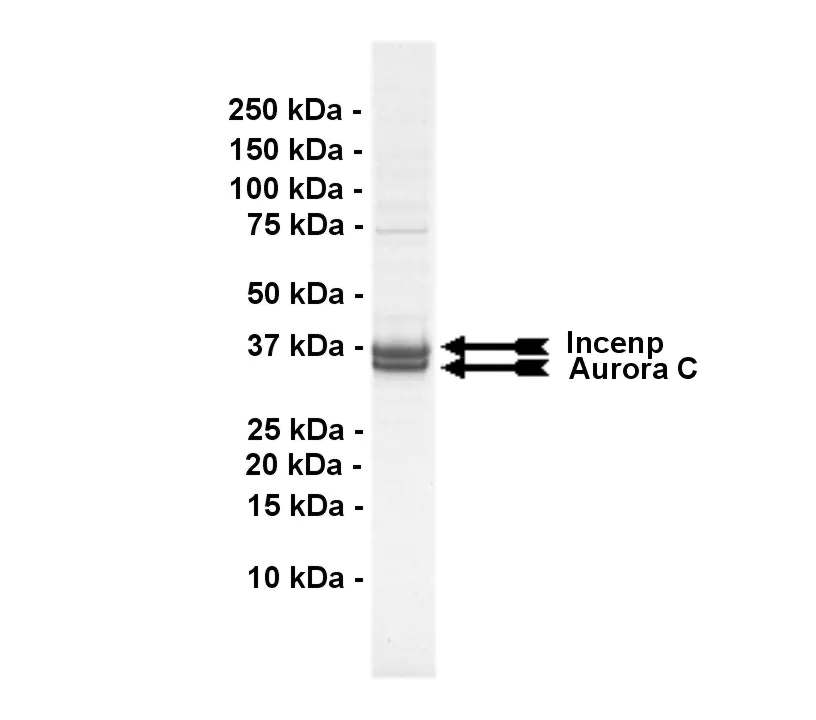 Aurora C, active Human Recombinant Kinase Protein