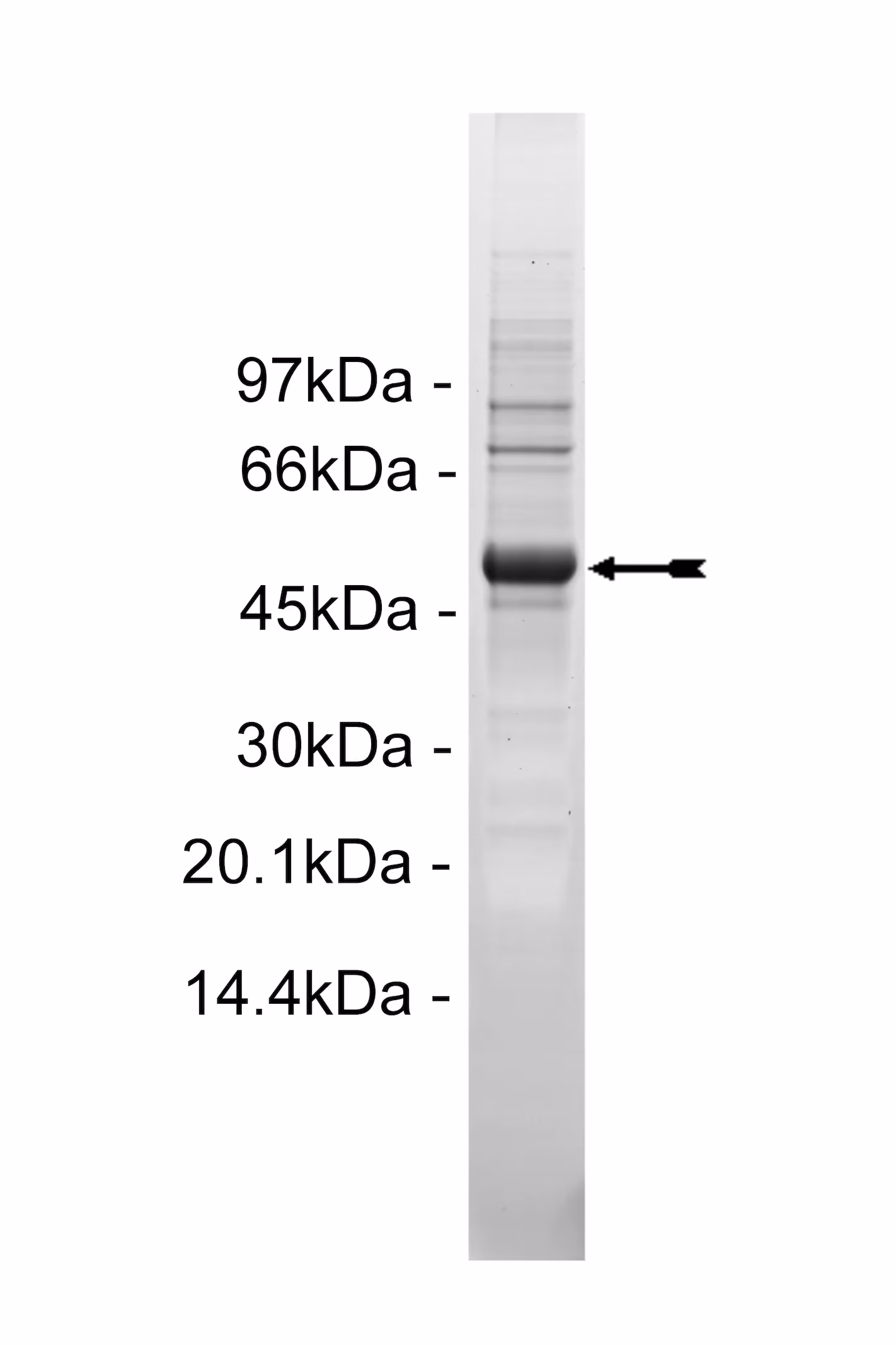 Met (D1246H), active Human Recombinant Kinase Protein