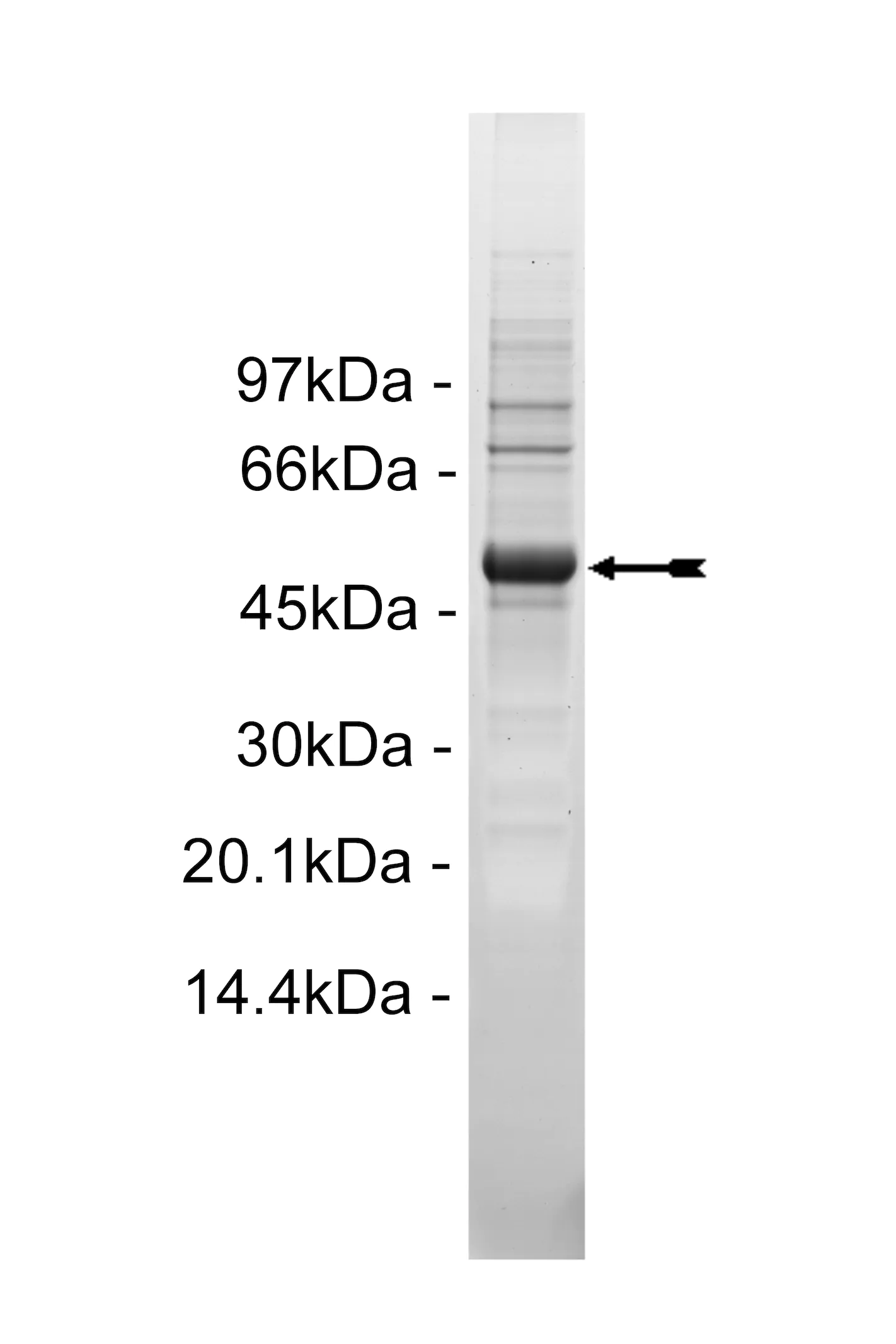 Met (D1246H), active Human Recombinant Kinase Protein