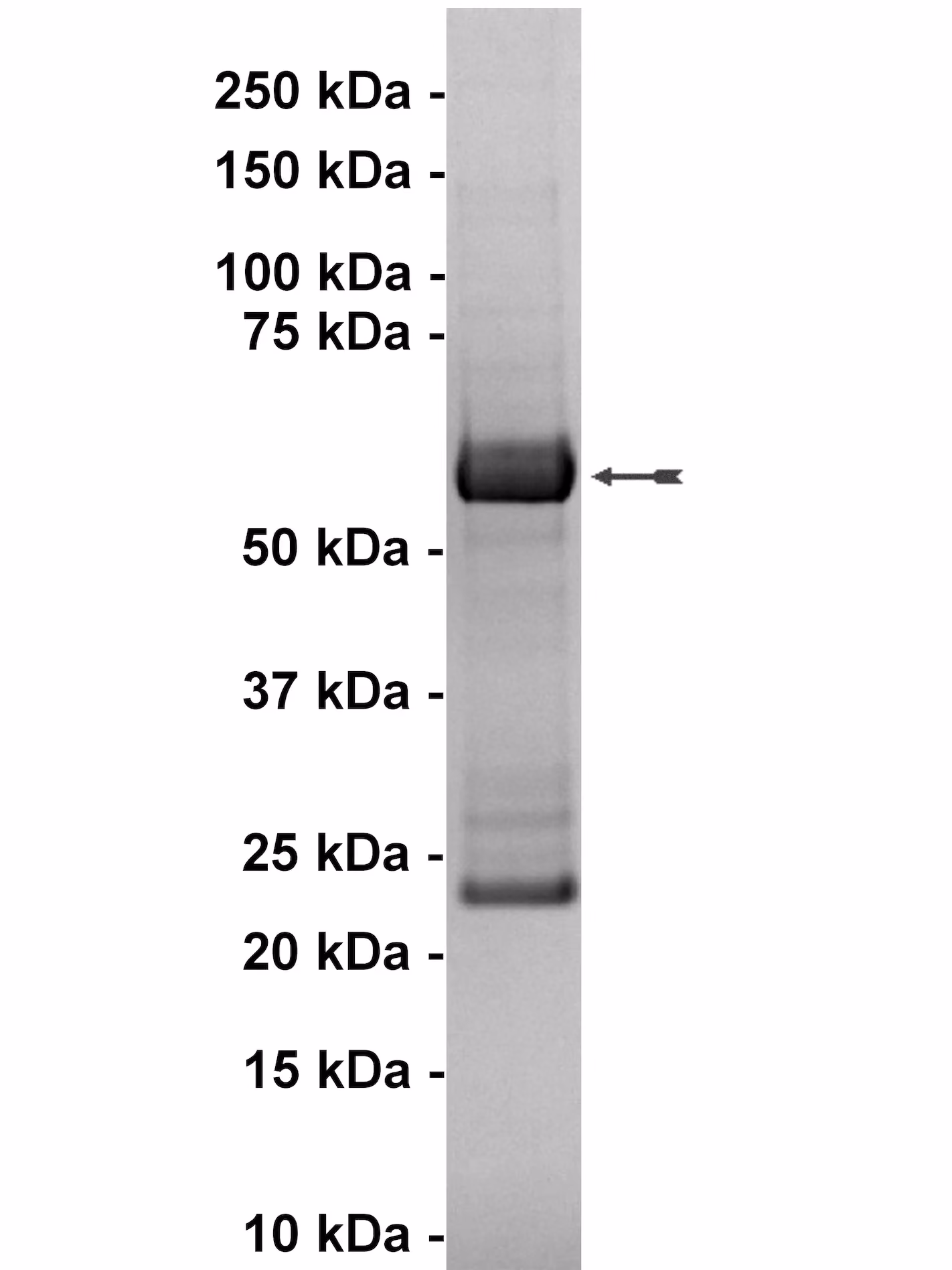 JAK1, active Human Recombinant Kinase Protein