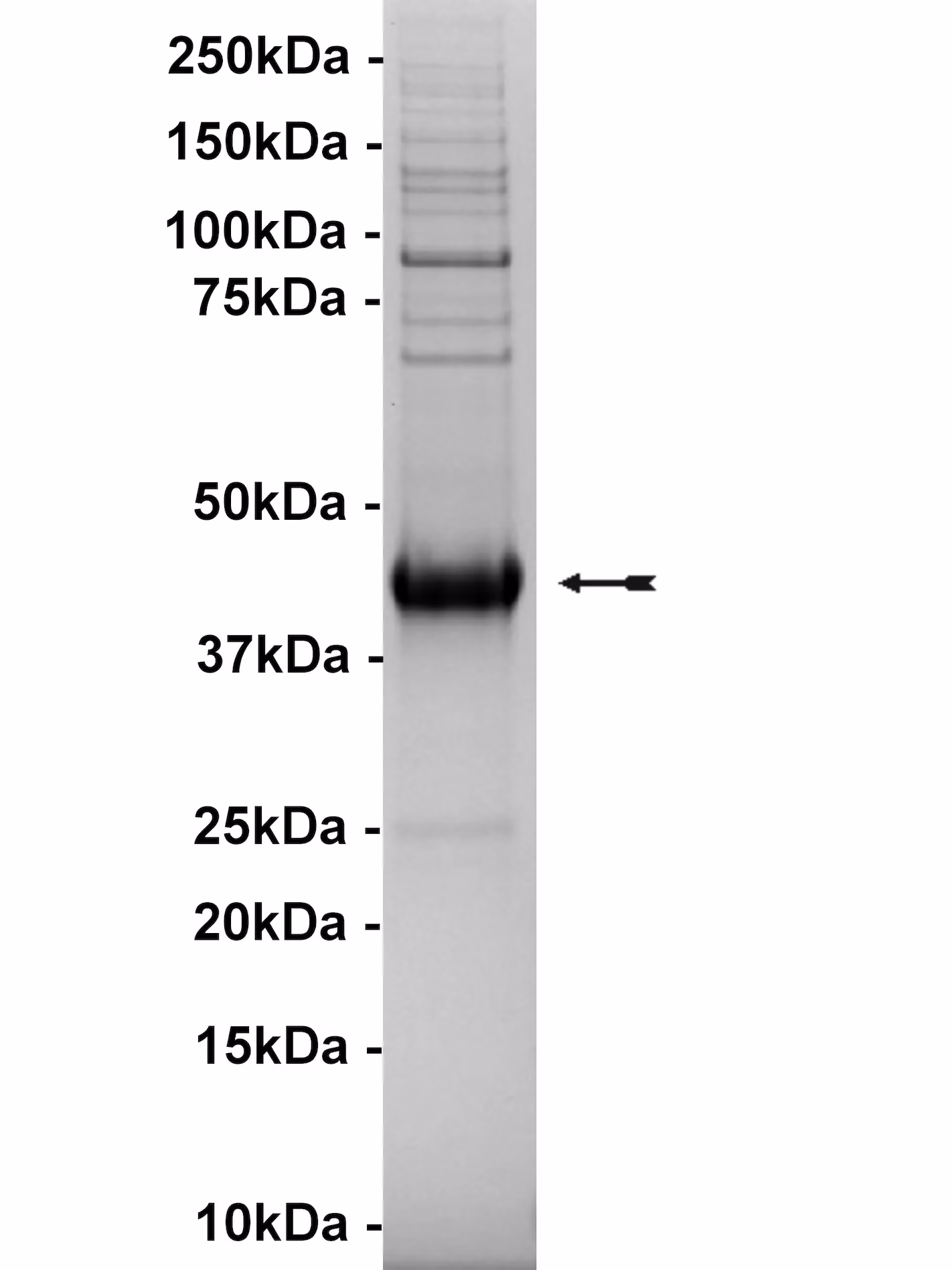 CLK4, active Human Recombinant Kinase Protein