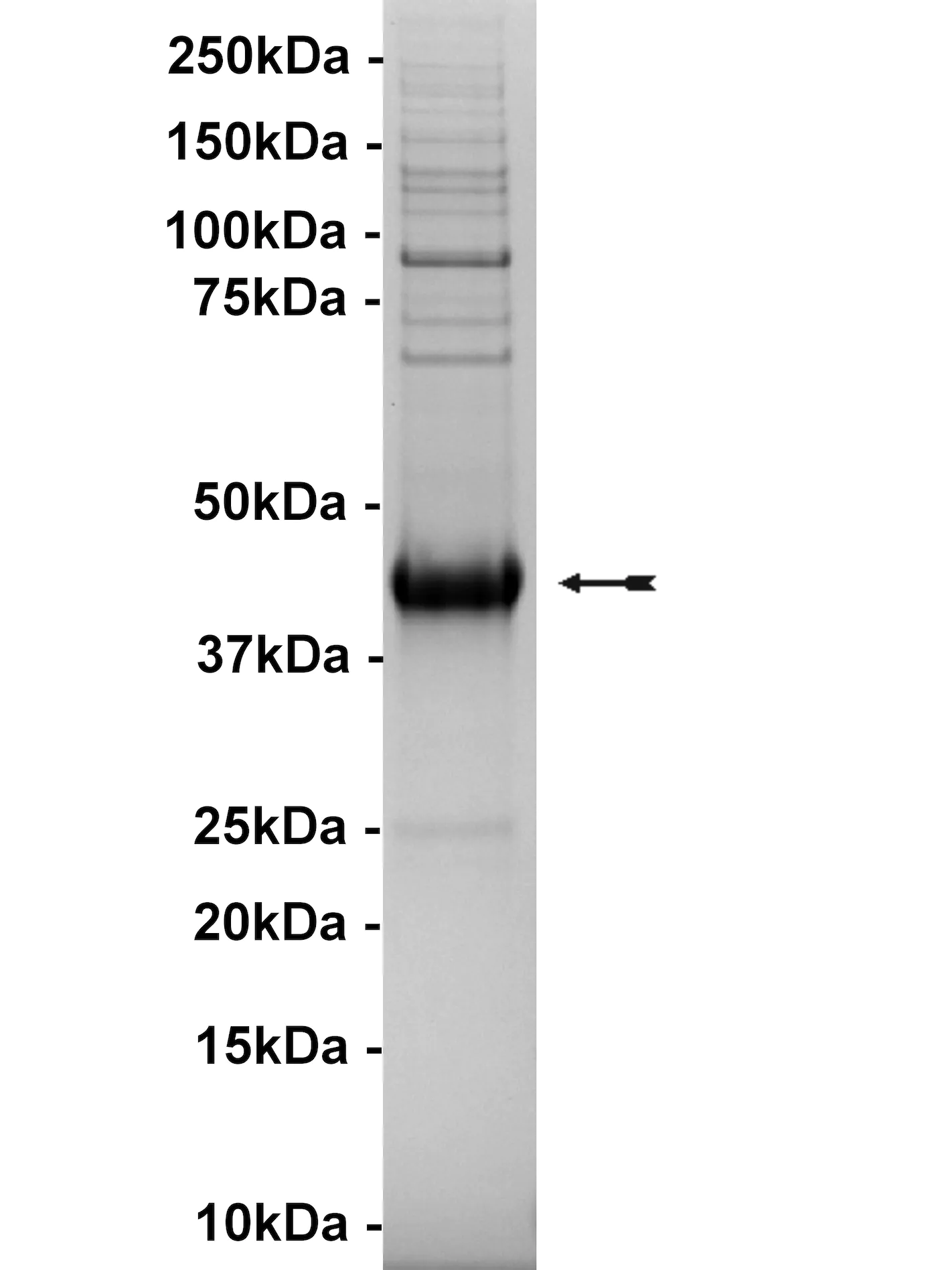CLK4, active Human Recombinant Kinase Protein