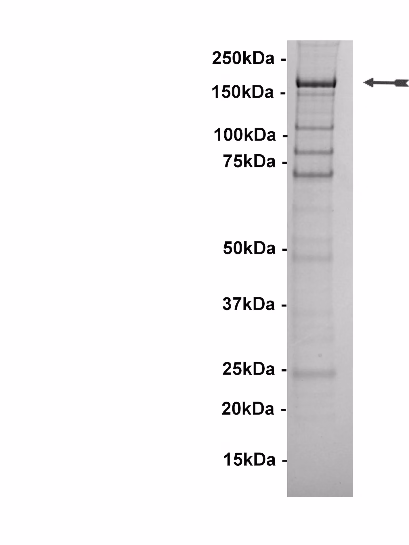 LRRK2, active Human Recombinant Kinase Protein