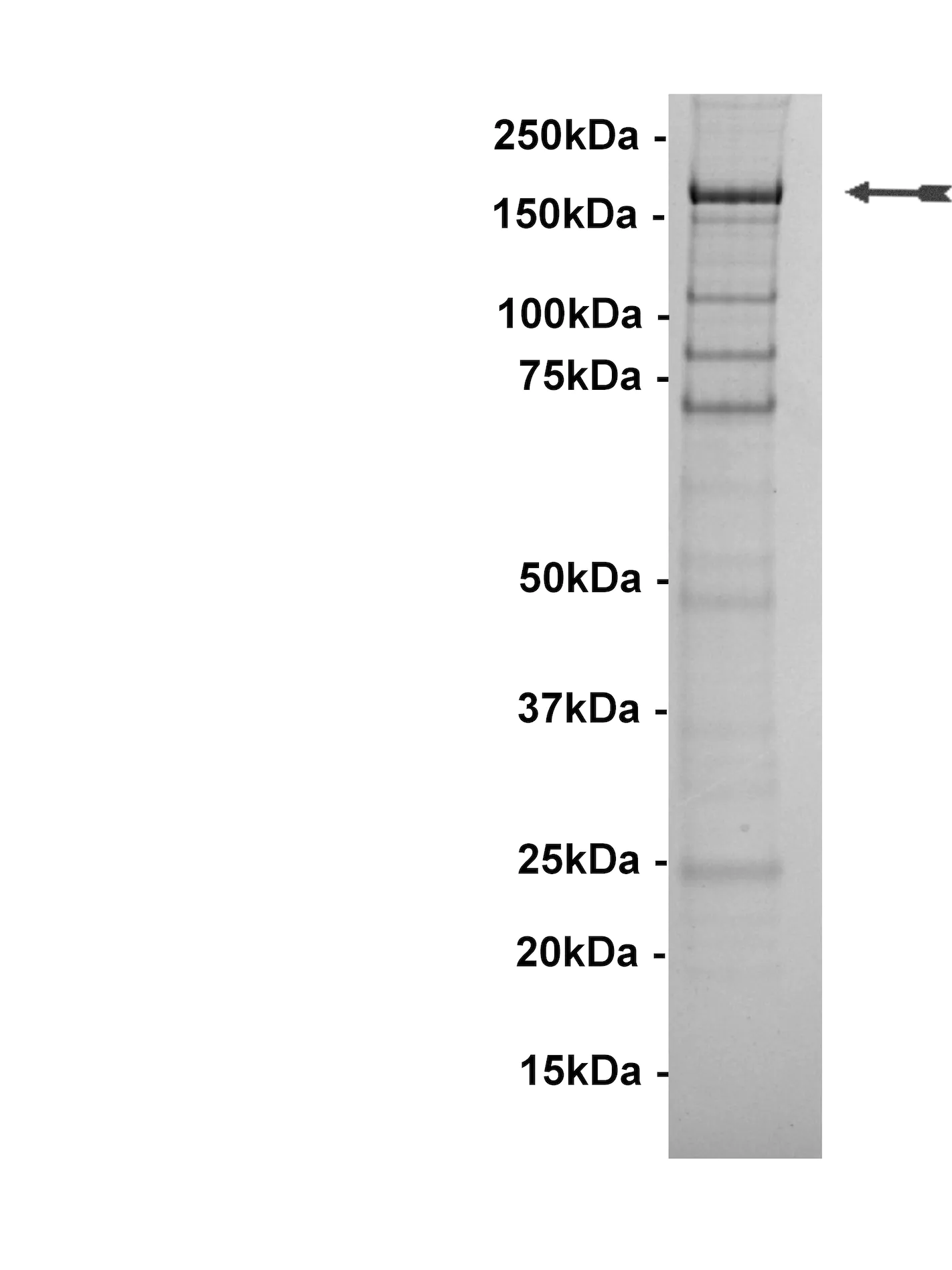 LRRK2, active Human Recombinant Kinase Protein