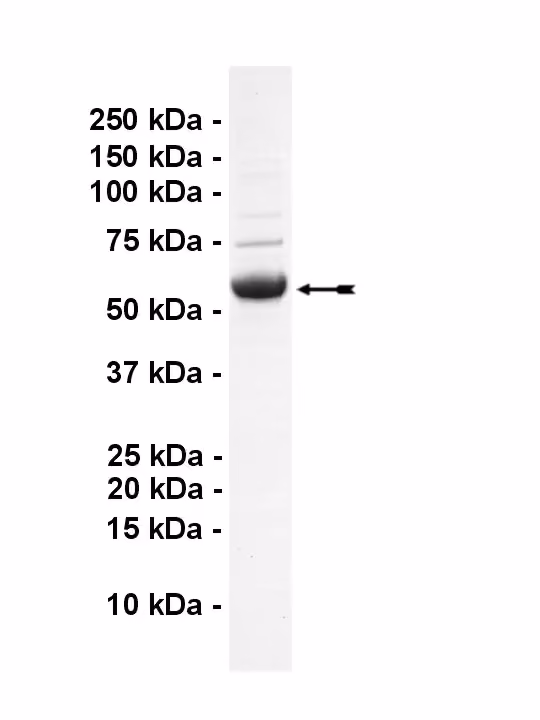 SNRK, active Human Recombinant Kinase Protein