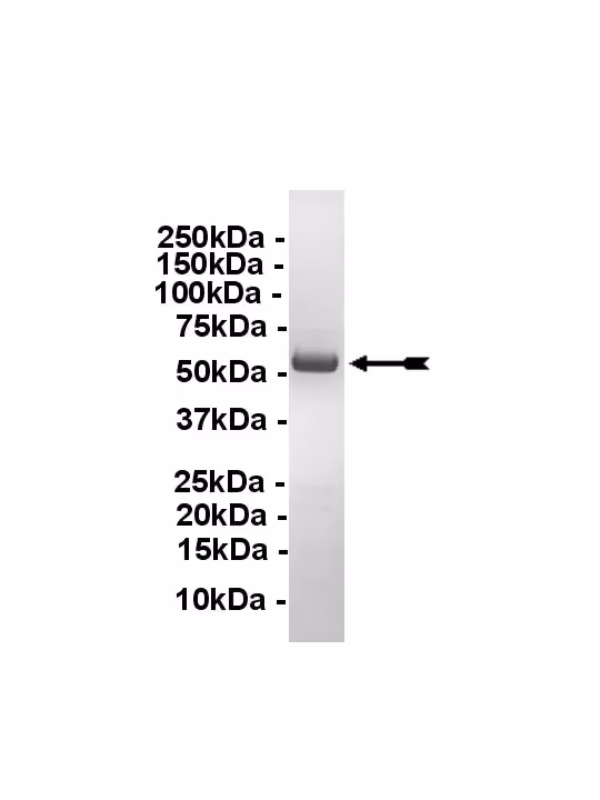 TrkC, active Human Recombinant Kinase Protein