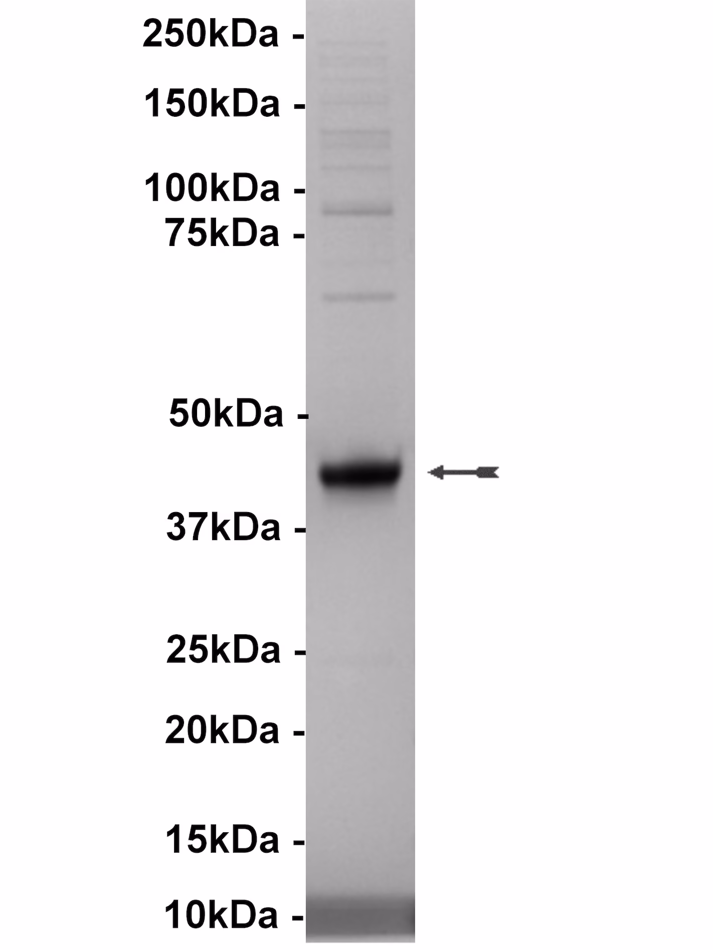 CLK1, active Human Recombinant Kinase Protein