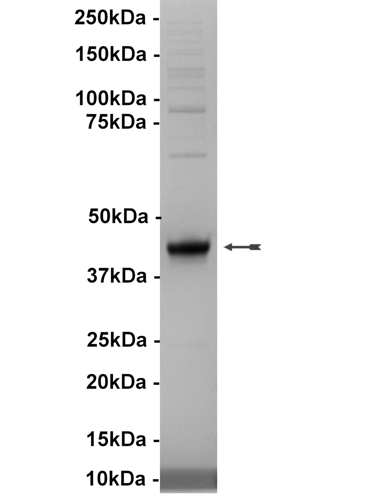 CLK1, active Human Recombinant Kinase Protein